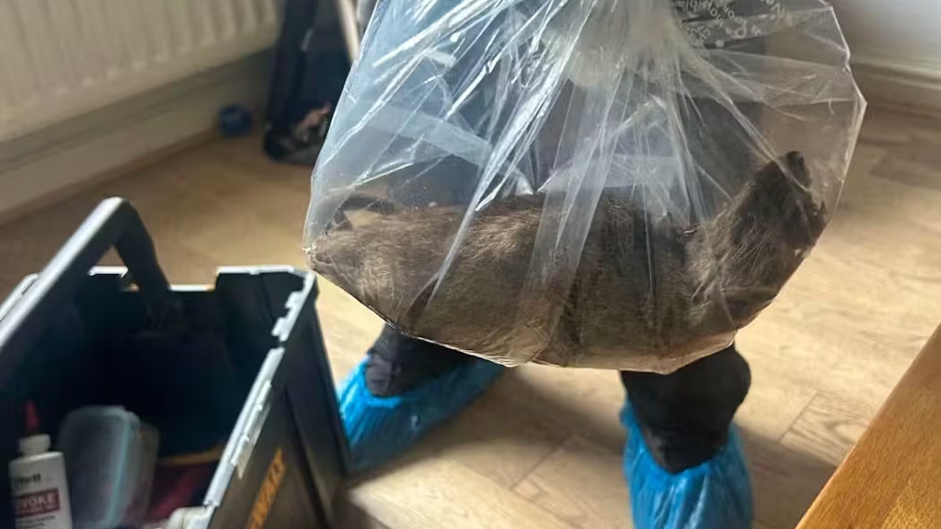 Heute.at - Monster-Ratte schockt alle: Hat die Größe einer Katze