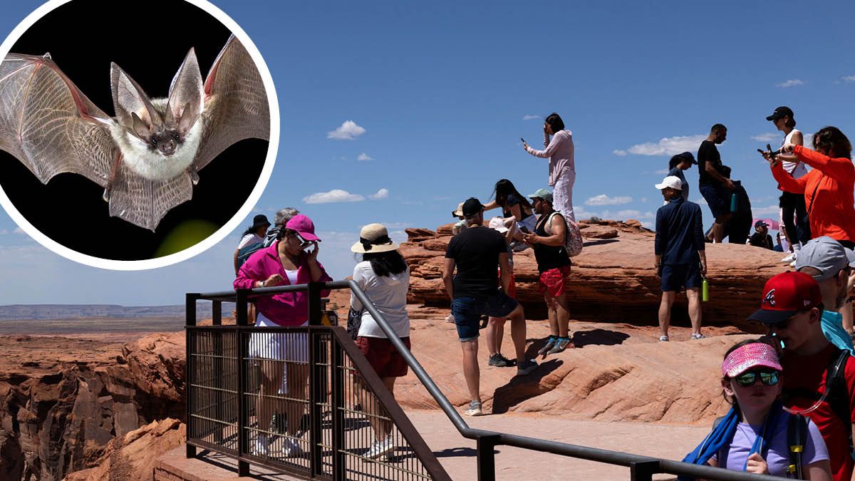 Im beliebten Glen Canyon National Recreation Area in Arizona hatte die Frau ein Erlebnis mit einer Fledermaus.