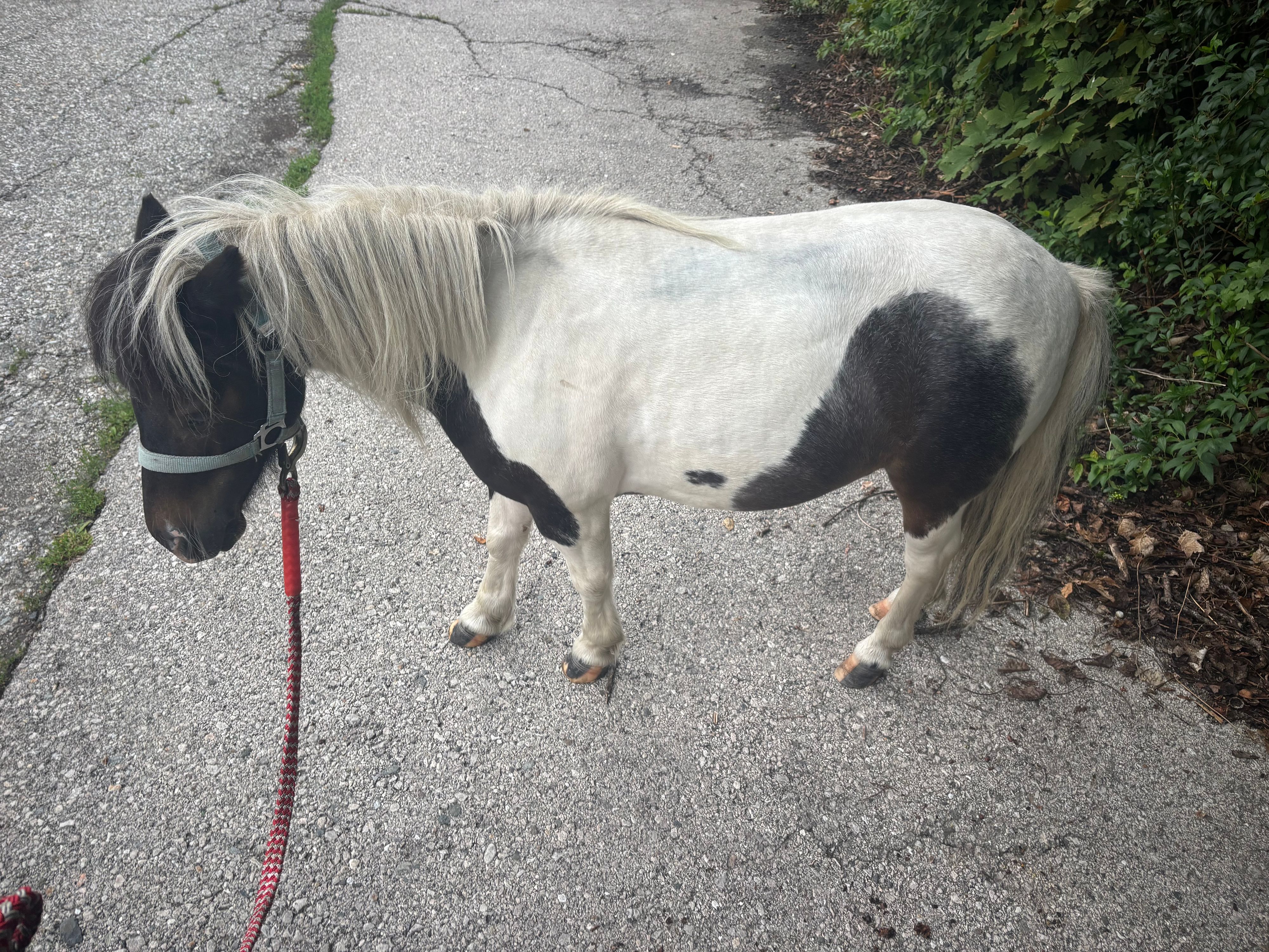 Das Pony verhielt sich kooperativ. 