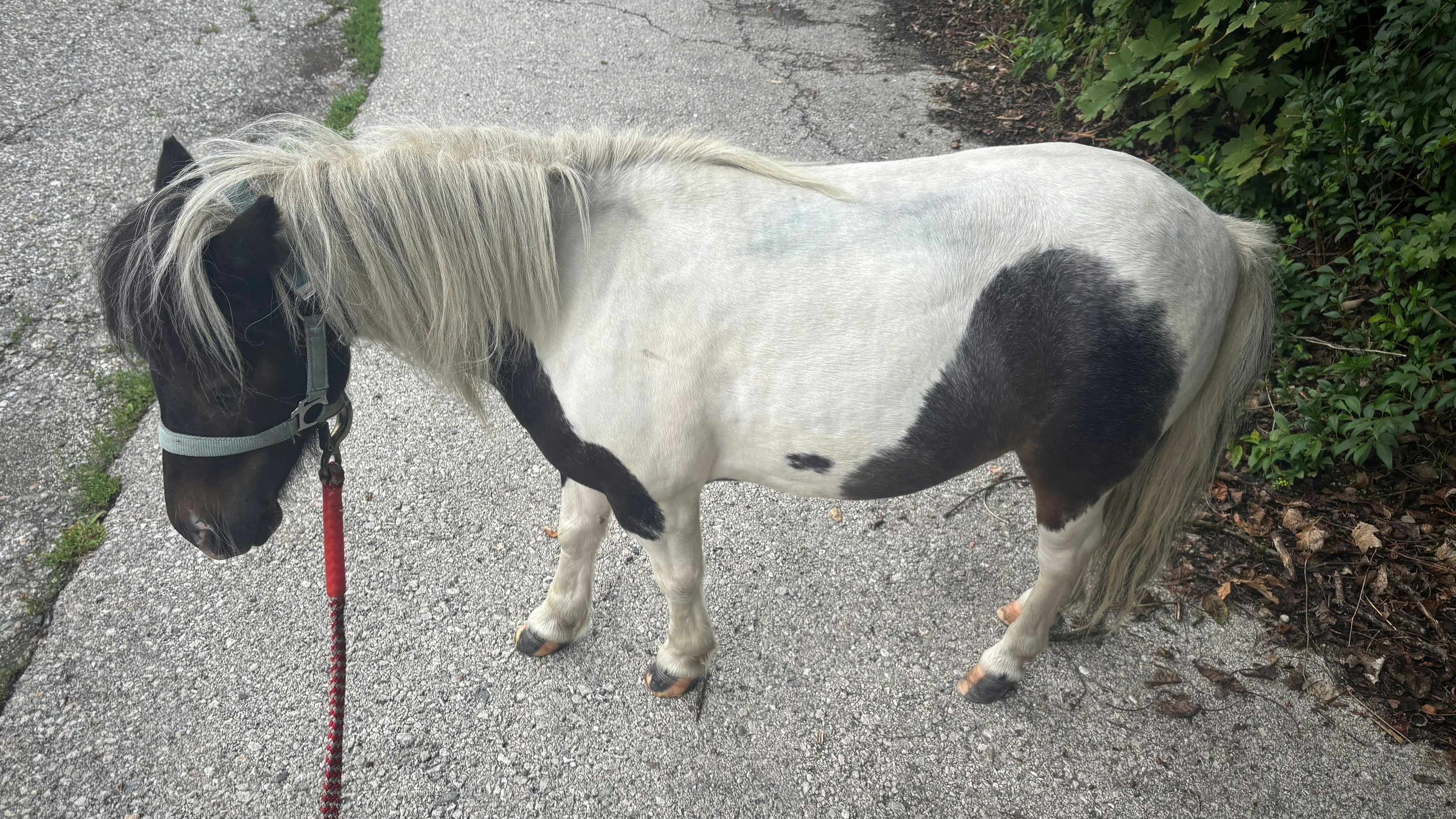 Heute.at - Polizisten eskortieren folgsames Pony durch Klagenfurt