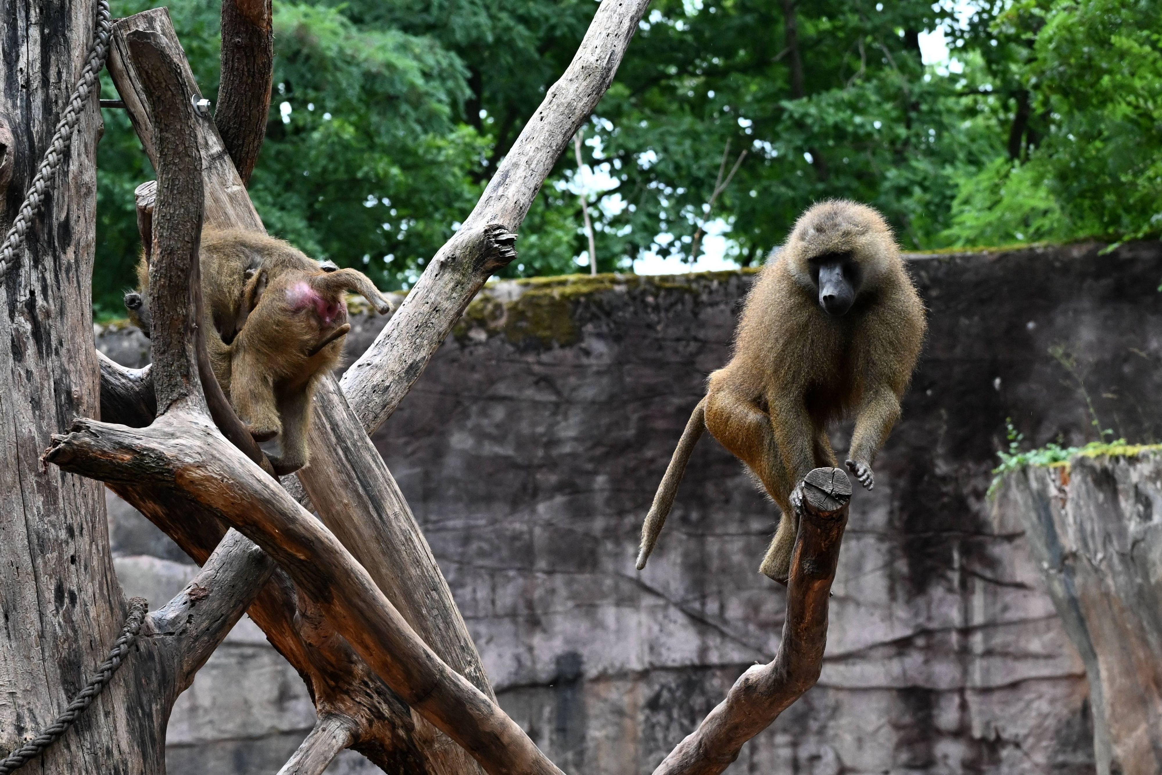 Im Nürnberger Zoo wurden zwölf Paviane getötet. Symbolbild.