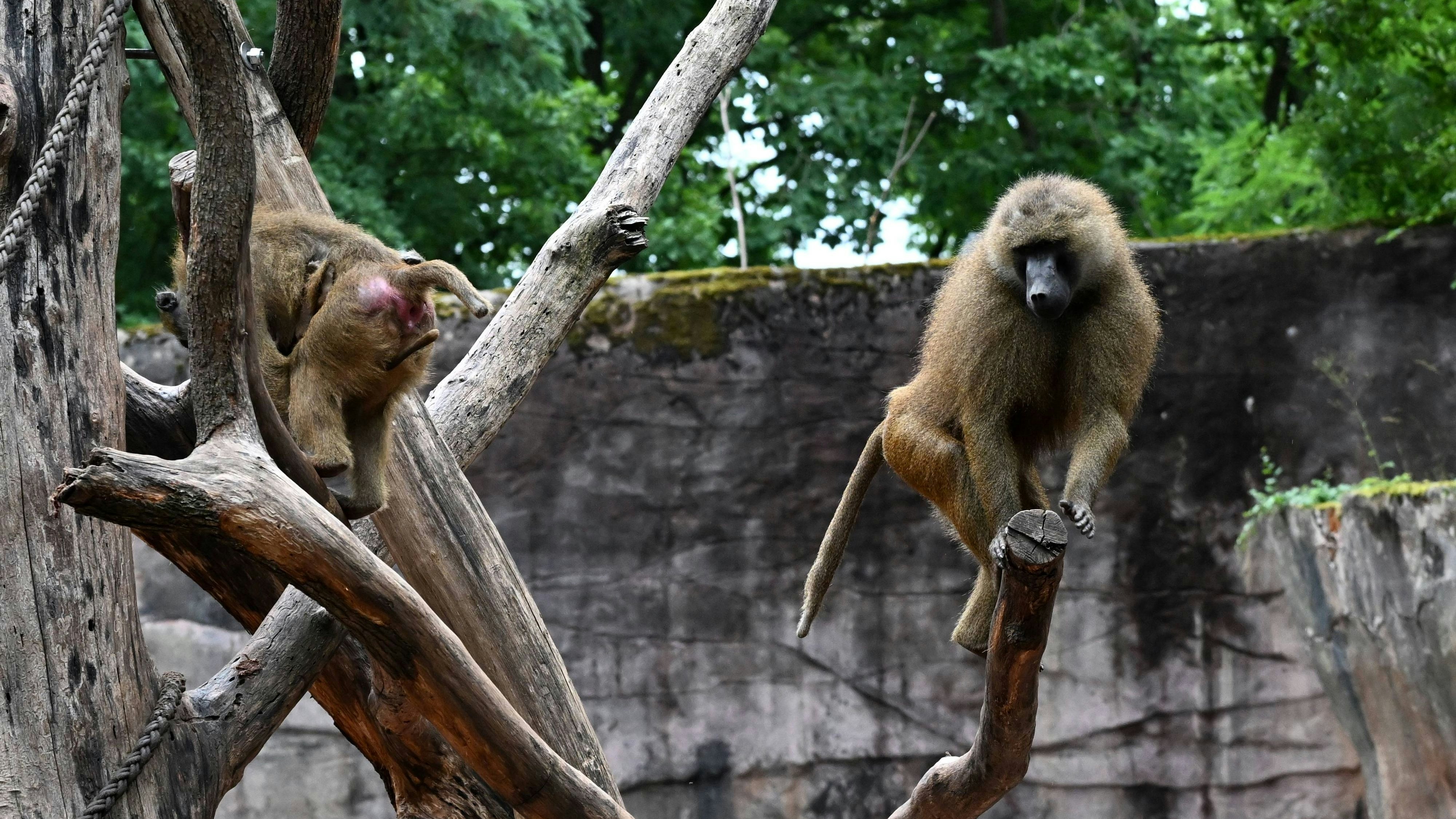 Heute.at - Pavian-Mord im Zoo – das passiert mit den Kadavern