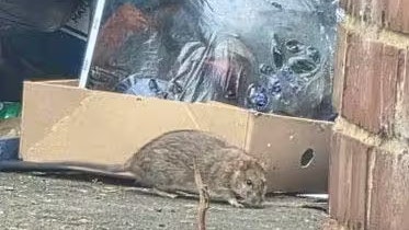 Stephen Martin und weitere Stadträte berichten von zunehmenden Rattensichtungen, besonders in Wohngegenden und auf Gemeindeflächen