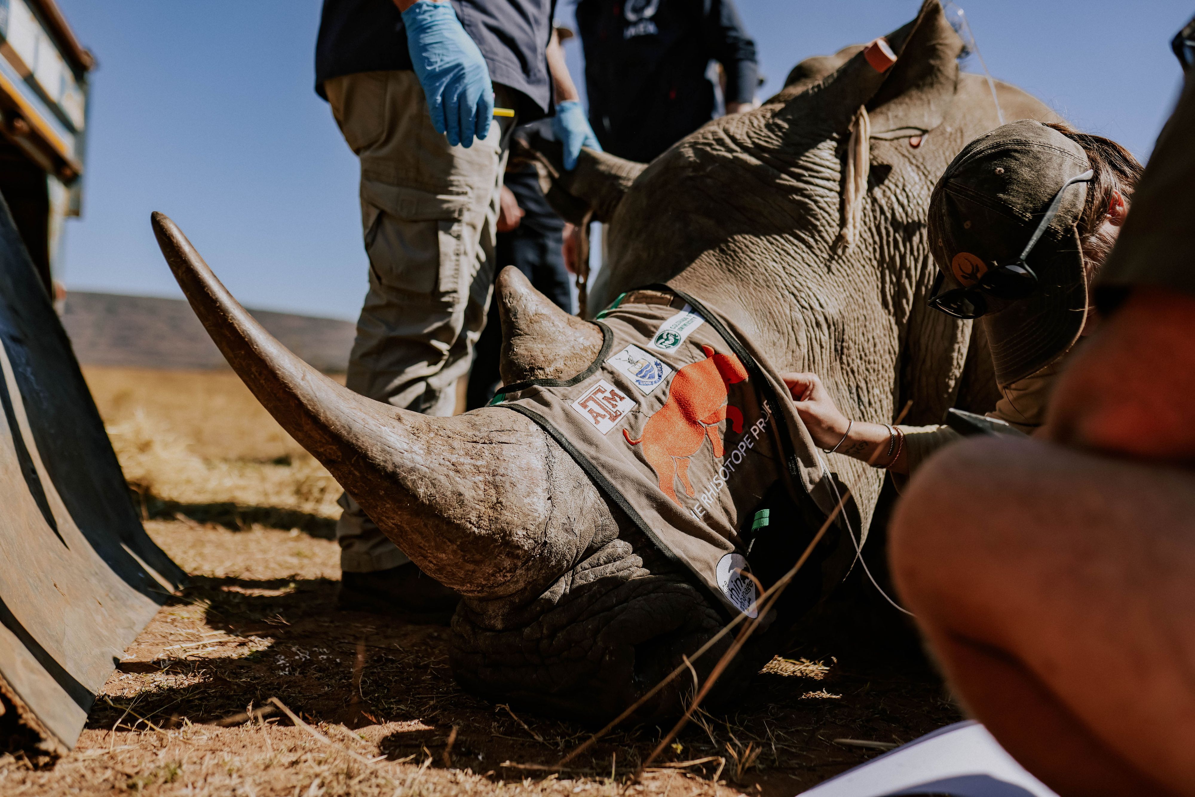 Hier injizieren Forscher einem Nashorn eine Dosis radioaktives Mittel in die Hörner.