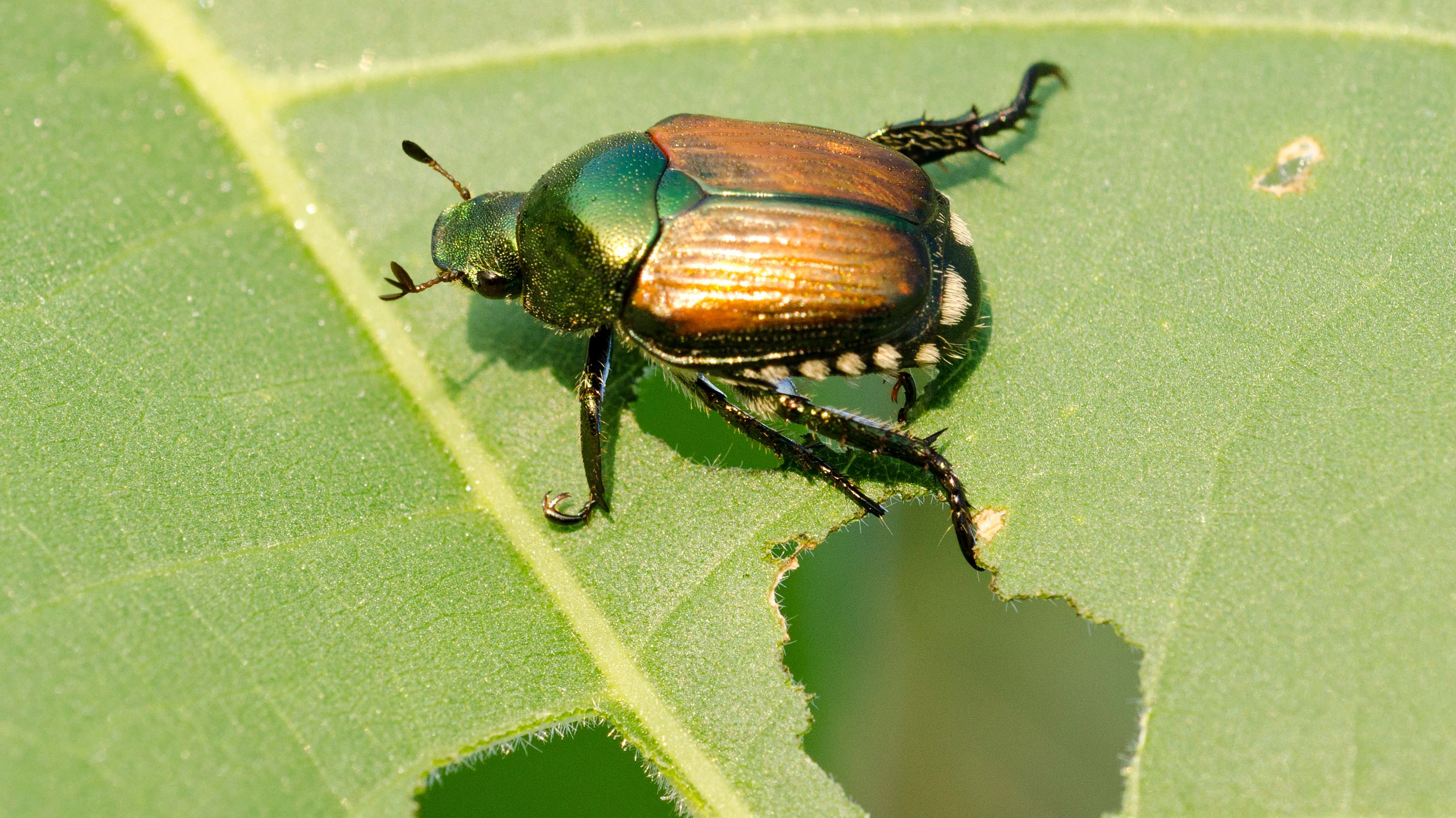 Damage to soybean leaf caused by Japanese beetle (Popillia japonica or Popilla japonica), a scarab beetle. Illinois, USA.