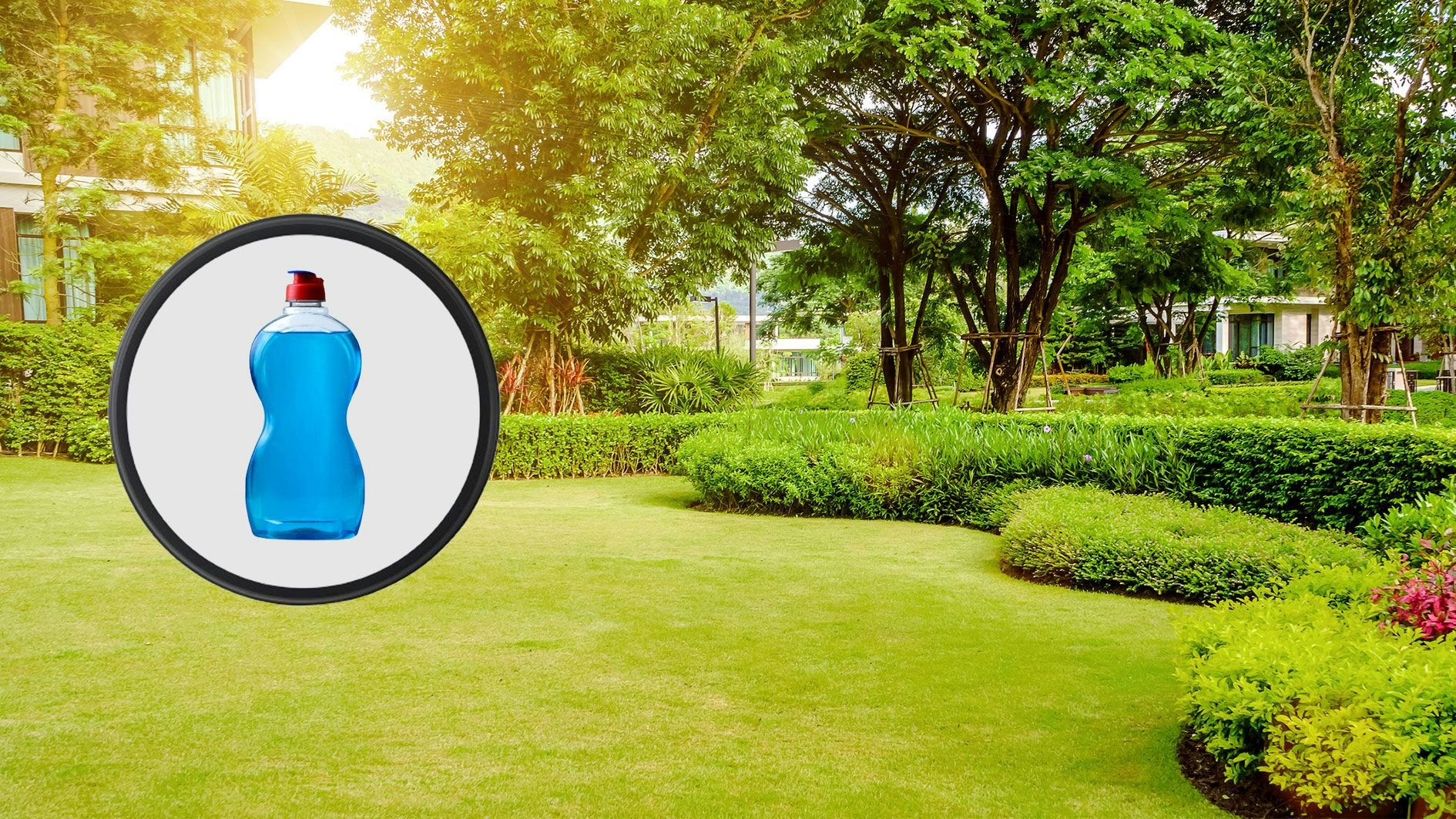 Heute.at - Deshalb solltest du Spülmittel auf der Wiese verteilen