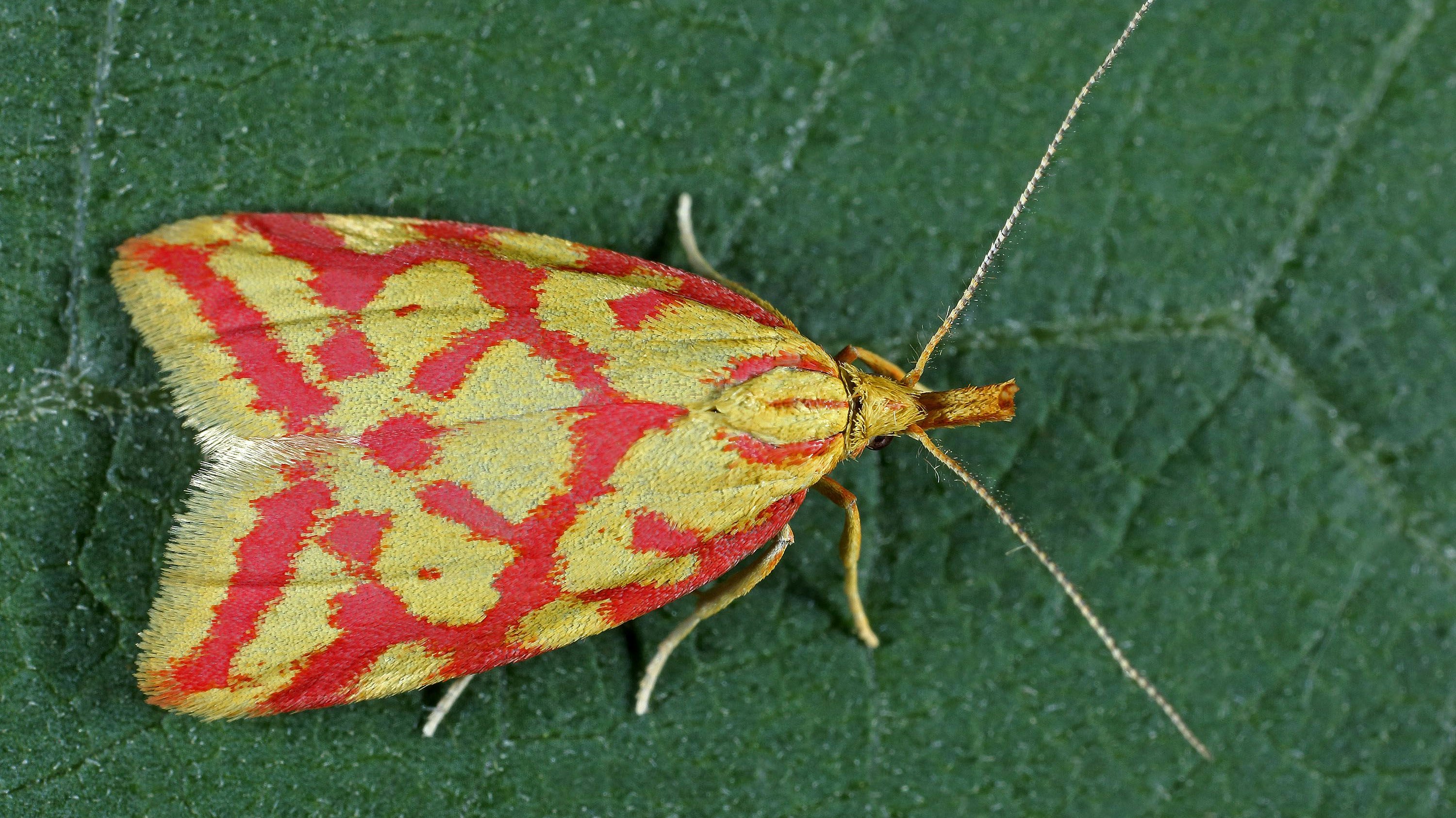 Das "Schmetterlingsleuchten" findet im August auch zweimal statt.