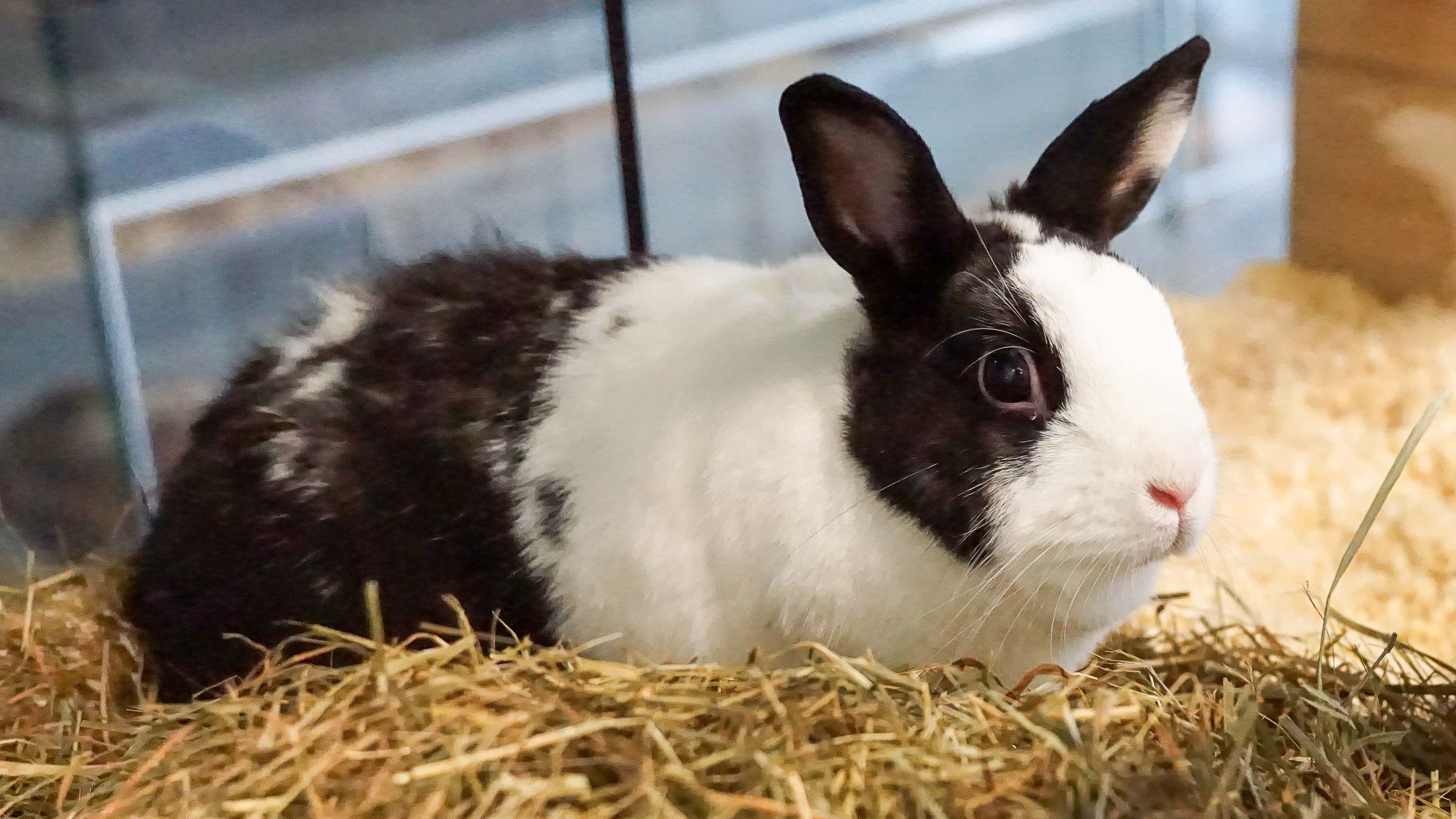Miracoli wurde wie durch ein Wunder nicht verletzt.