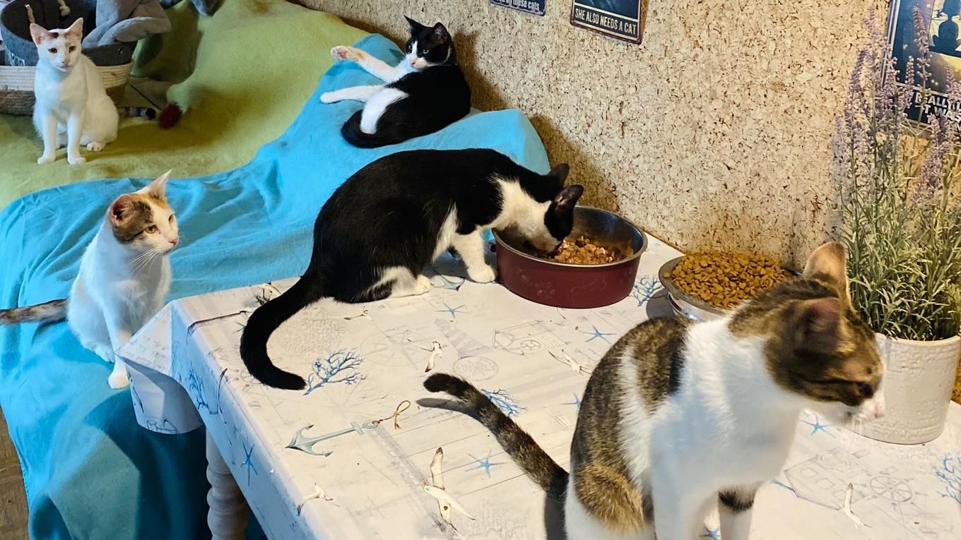 50 Samtpfoten leben im Katzenhaus von Sabine Neschner.