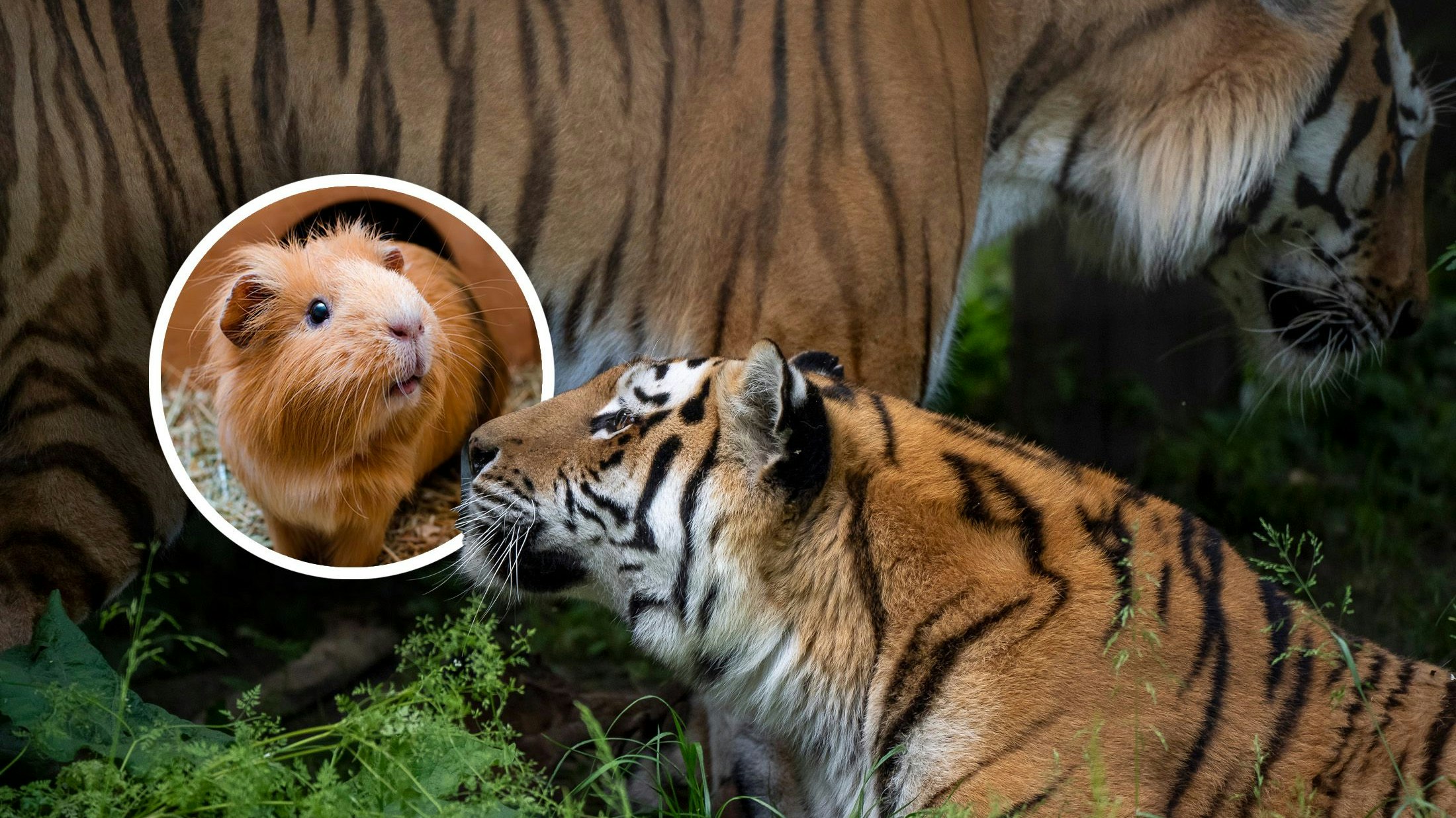 Heute.at - Haustiere an Zoo – jetzt reagiert Tiergarten Schönbrunn