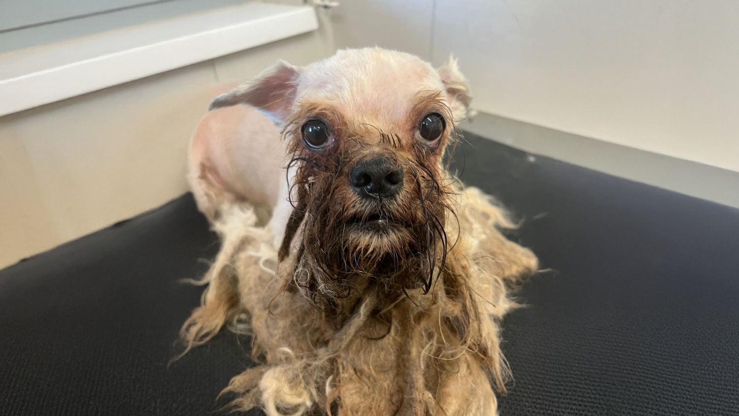 Der gefundene Hund Idefix.