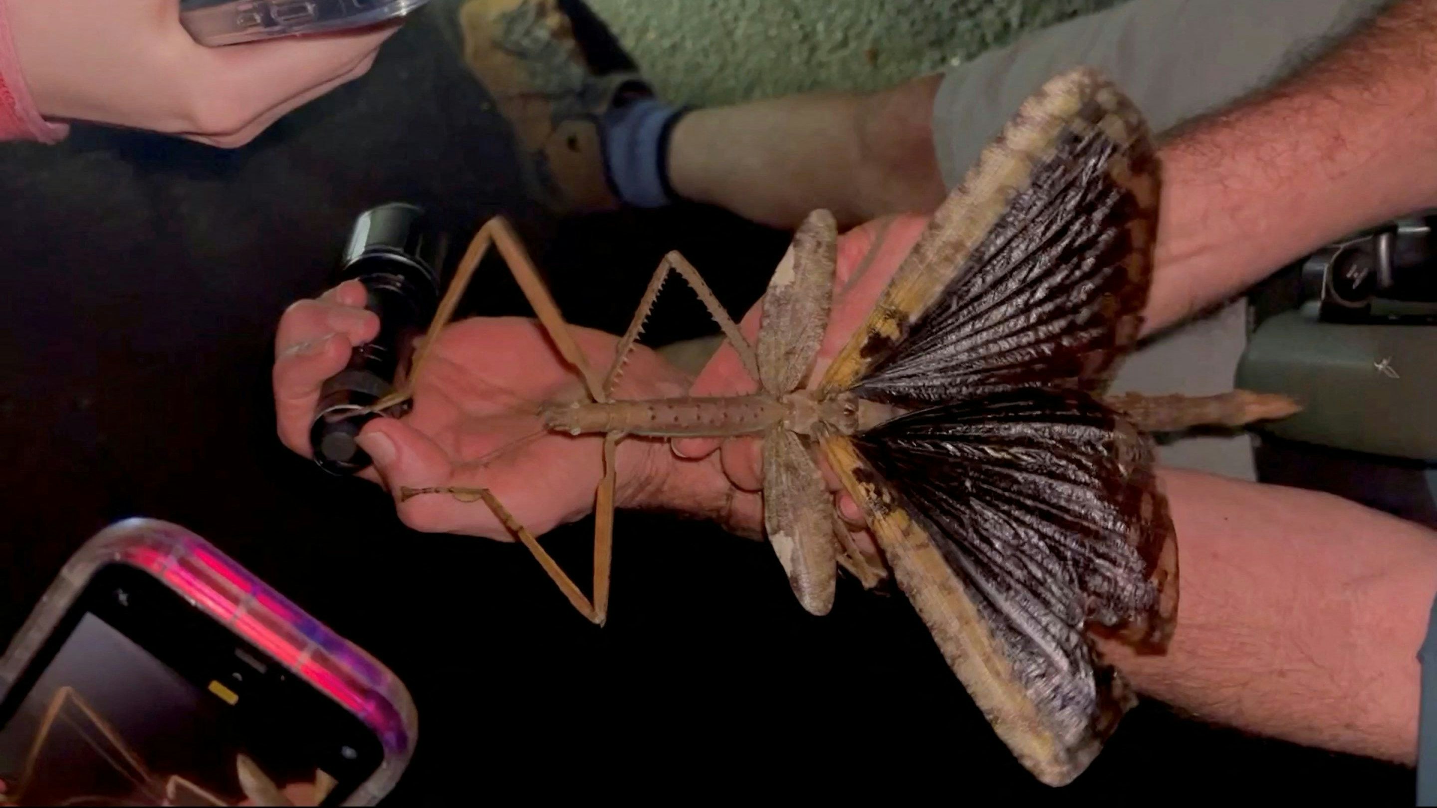 A person holds a new stick insect species discovered in Queensland, in Queensland, Australia, in this screengrab taken from a handout video obtained by Reuters on August 1, 2025. Professor Angus Emmott, James Cook University/Handout via REUTERS    THIS IMAGE HAS BEEN SUPPLIED BY A THIRD PARTY. NO RESALES. NO ARCHIVES. IMAGE TO BE USED TO ILLUSTRATE THE STORY AUSTRALIA-INSECT/ ONLY.     TPX IMAGES OF THE DAY     