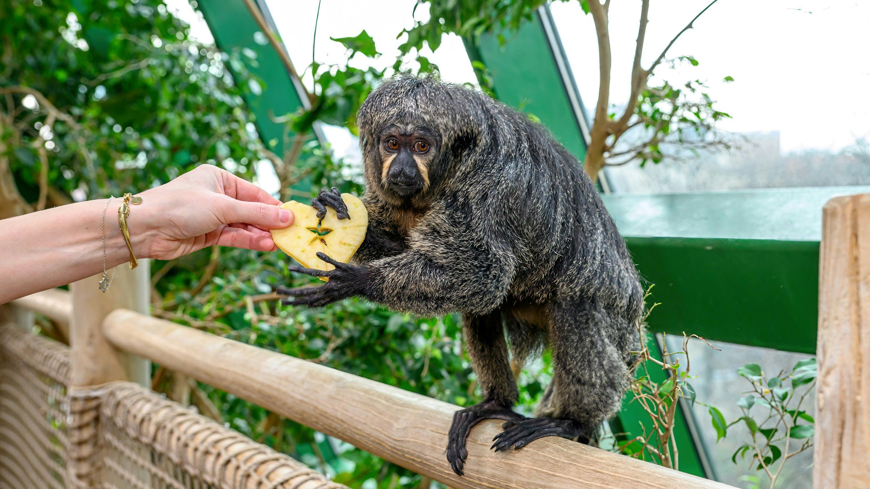 Das Füttern zählt nicht zum Aufgabengebiet, sondern die Wissensvermittlung.