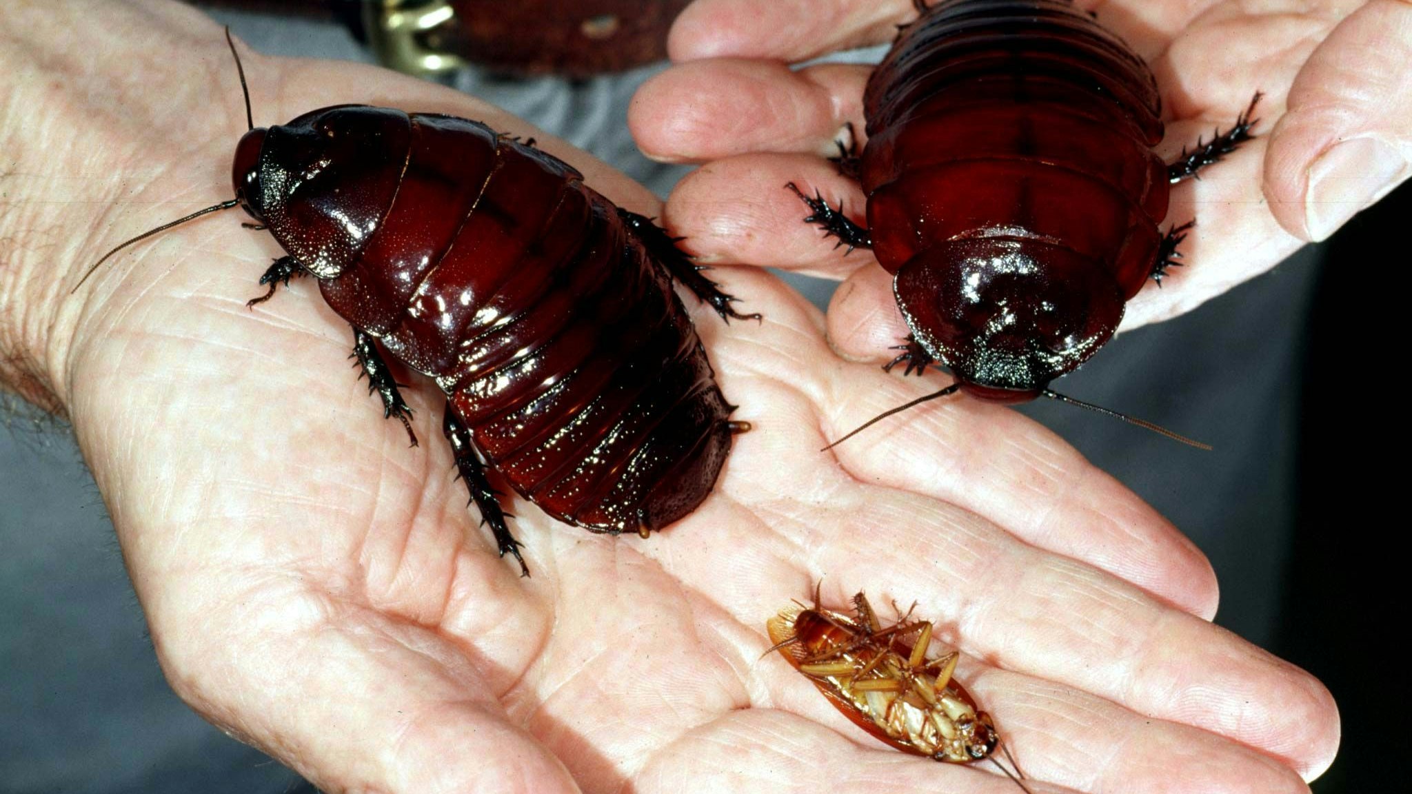 Rhinoschabe (Macropanesthia rhinoceros)