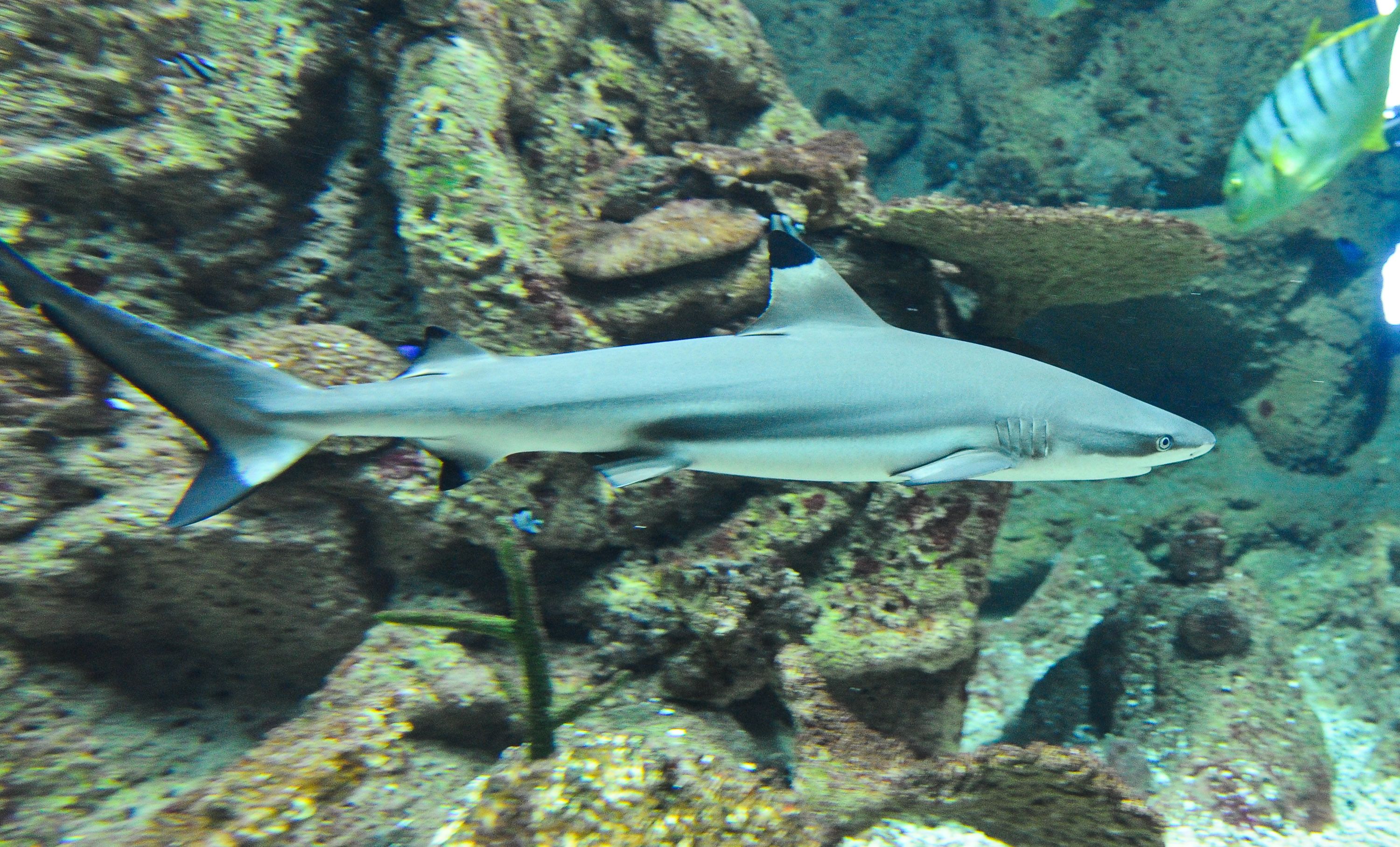 Im Haus des Meeres in Wien leben auch Schwarzspitzen-Riffhaie.