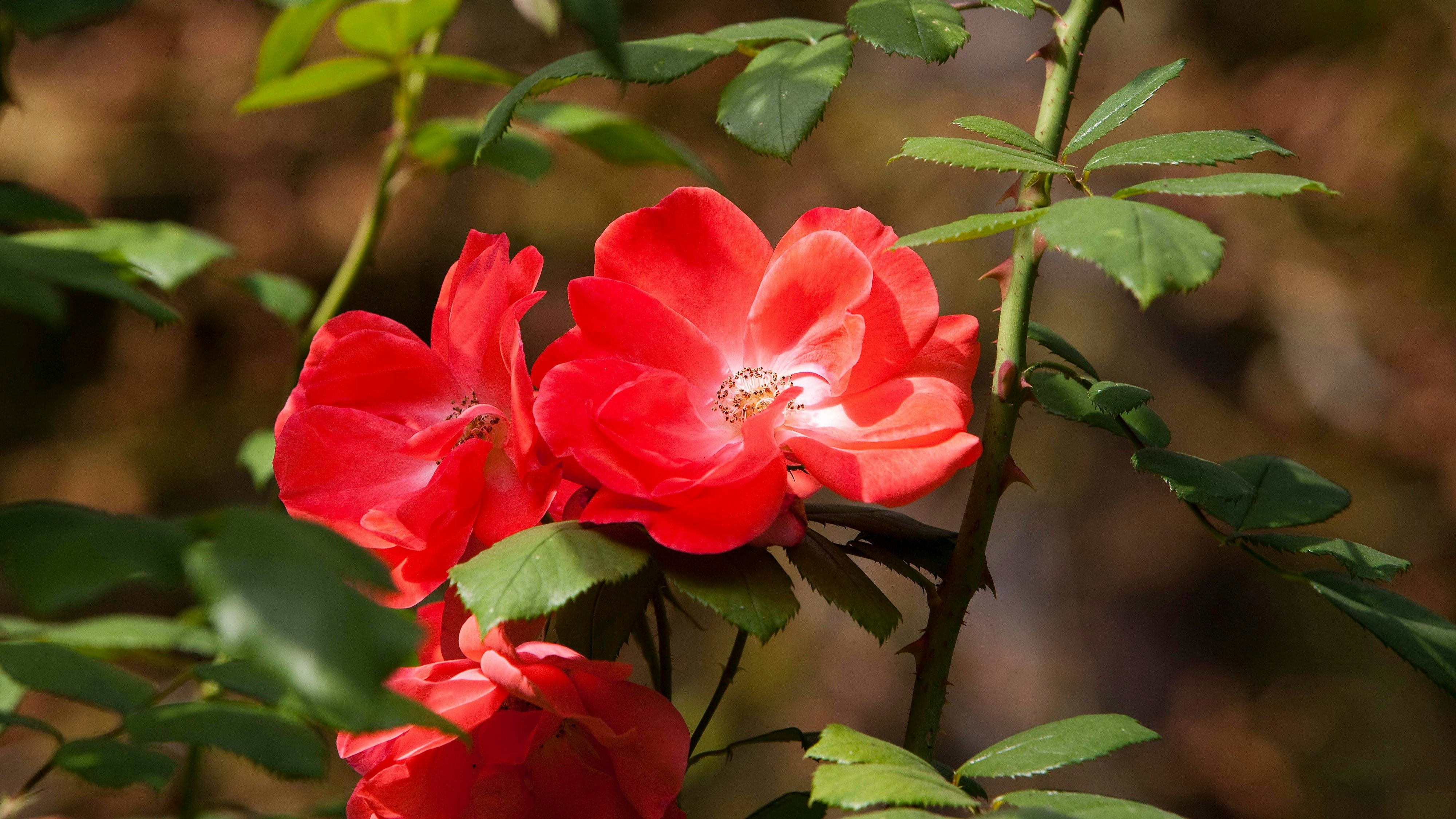 Die Wilde Rose ist ein bis zu 3 m hoher dorniger Strauch, der vor allem in Hecken und an Weg- und Waldrändern zu finden ist.