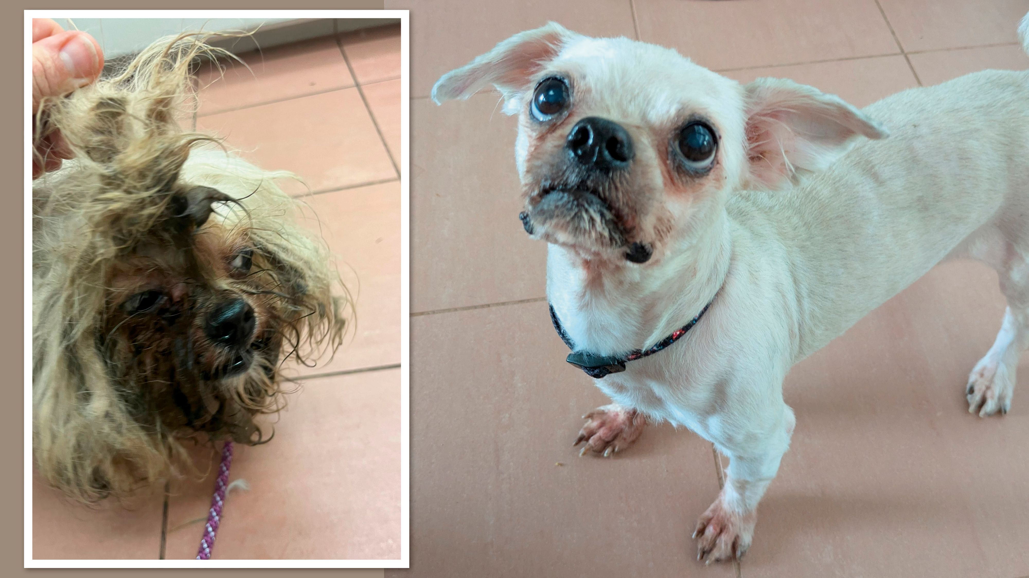 Idefix wird jetzt aufgepäppelt. Danach sucht er ein neues Zuhause.