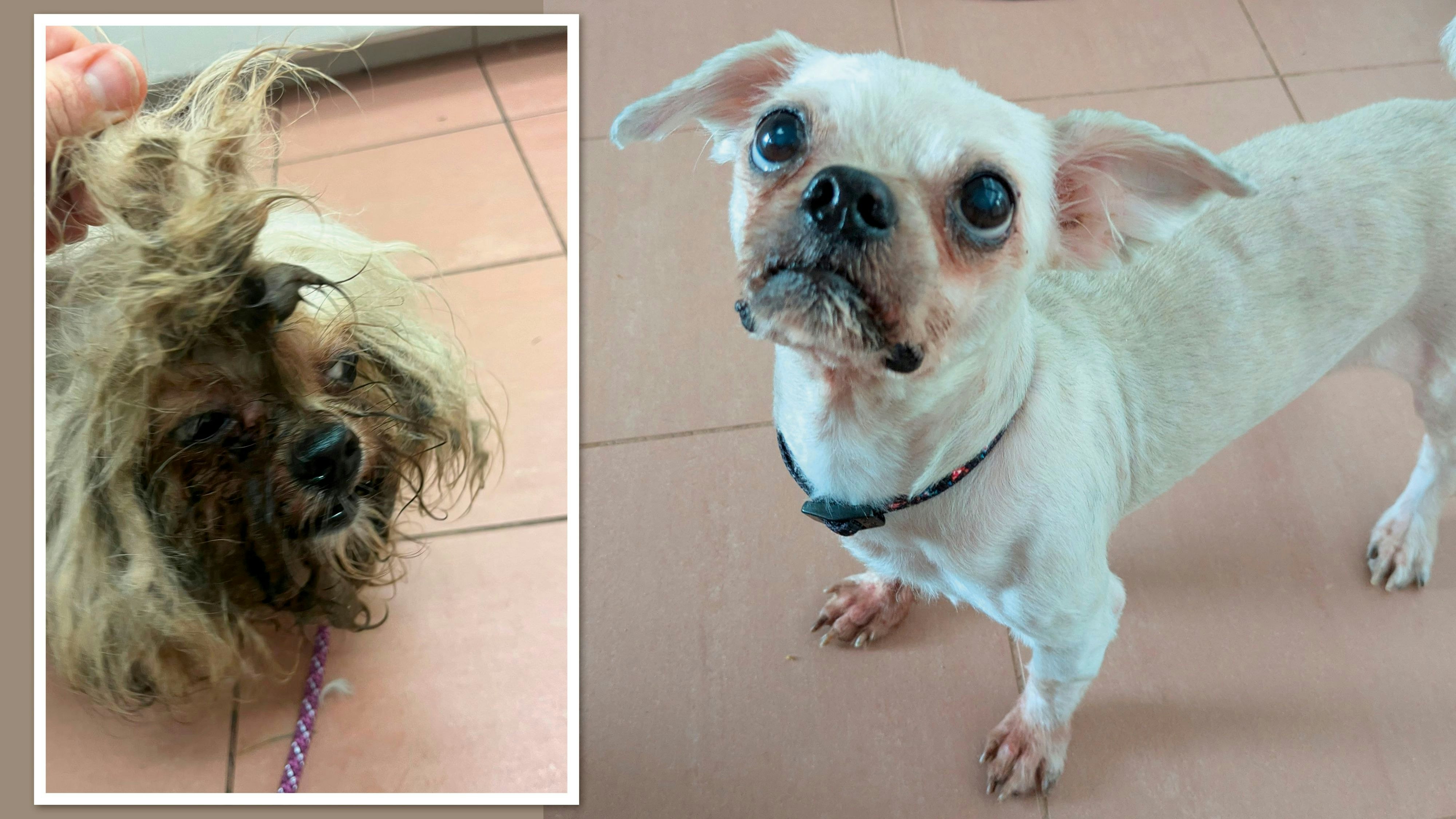 Heute.at - Hundeelend in Wien – verwahrloster Idefix gerettet