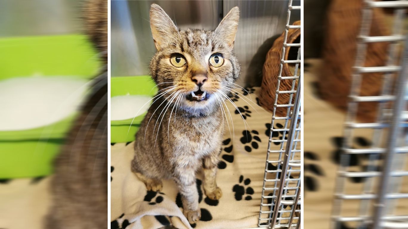 Heute.at - Schwerkranker Kater suchte bei Urlaubern Hilfe