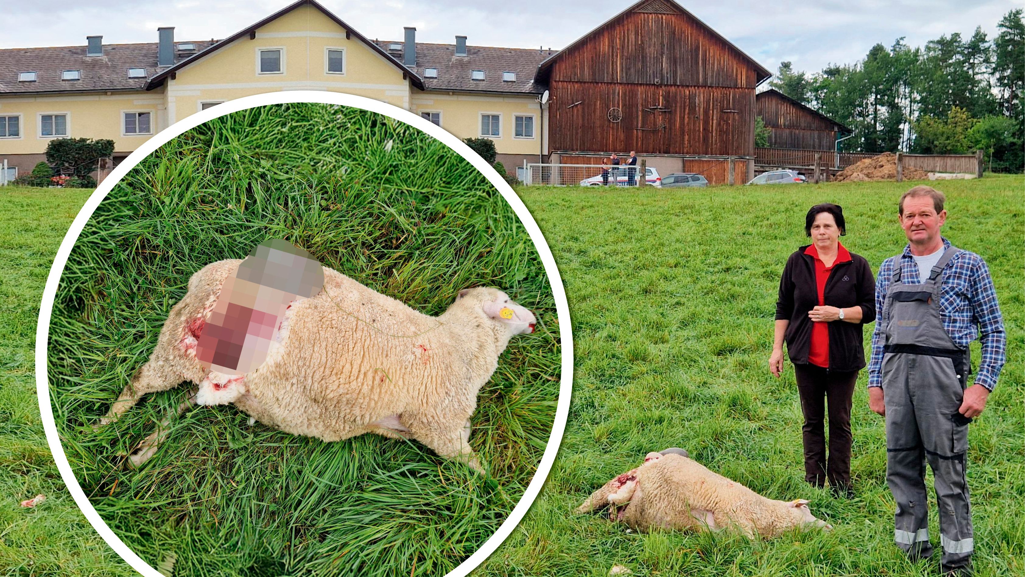 Josef Holzmann mit seiner Frau bei einem der getöteten Schafe.