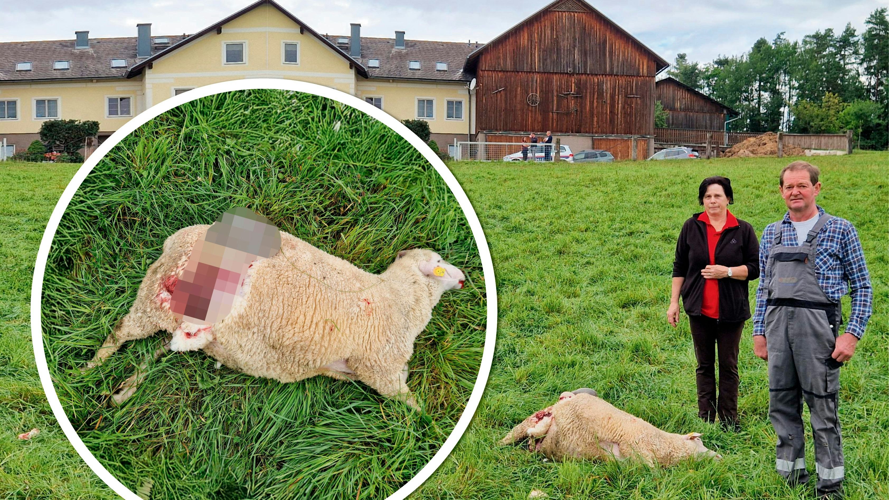 Heute.at - Vier Tiere tot – Schock nach Attacke auf Schafherde