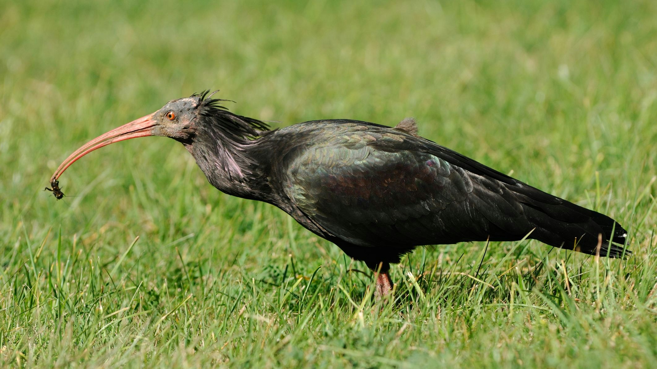 Heute.at - Golf-Gedenkturnier für von Golfball getöteten Vogel