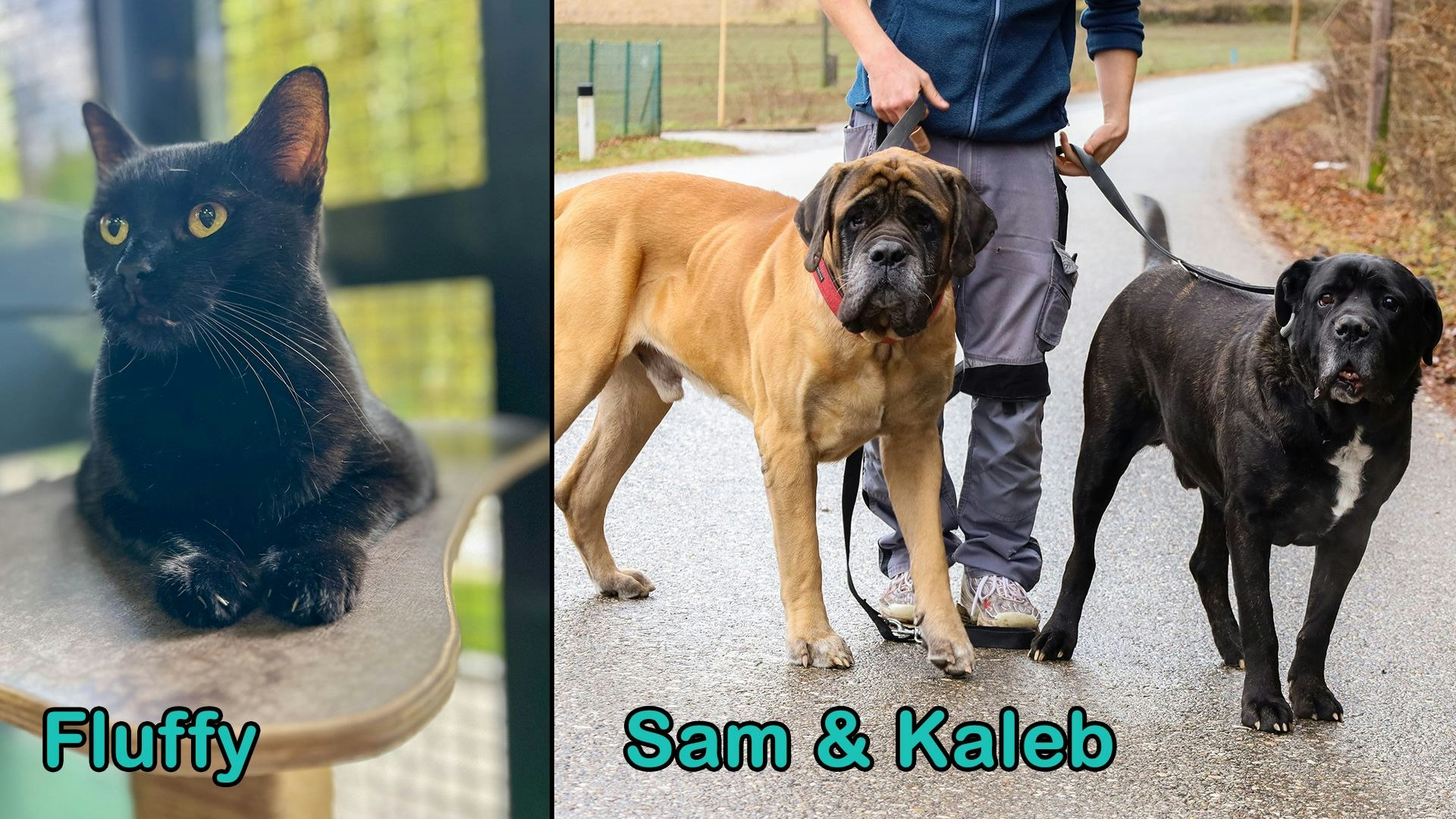 Heute.at - TIKO Kärnten: Schützlinge der Kalenderwoche 32