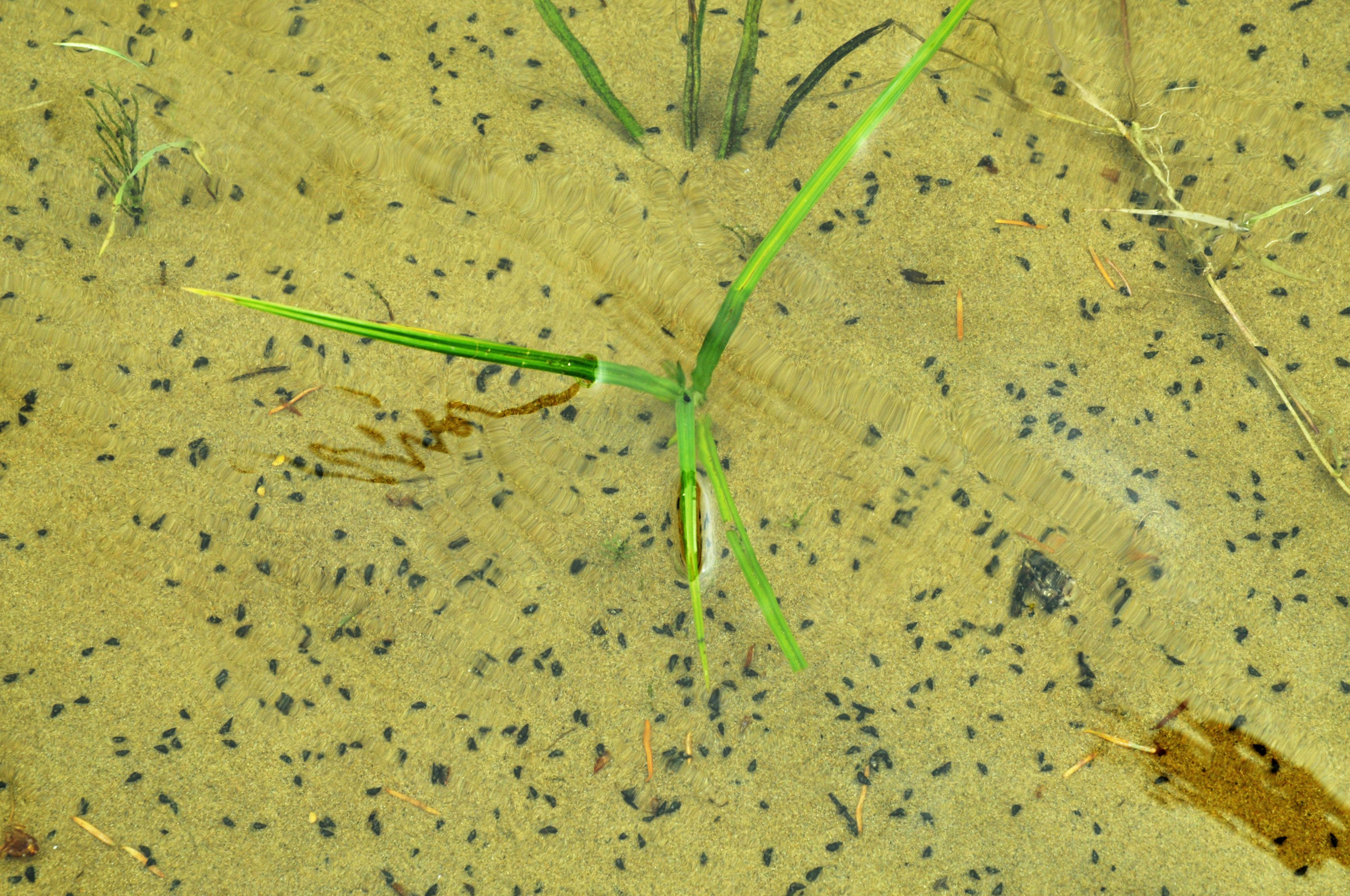 Die Neuseeländische Zwergdeckelschnecke (Potamopyrgus antipodarum) wird gerade einmal drei bis maximal fünf Millimeter groß - und kann erhebliche Schäden im Ökosystem anrichten.