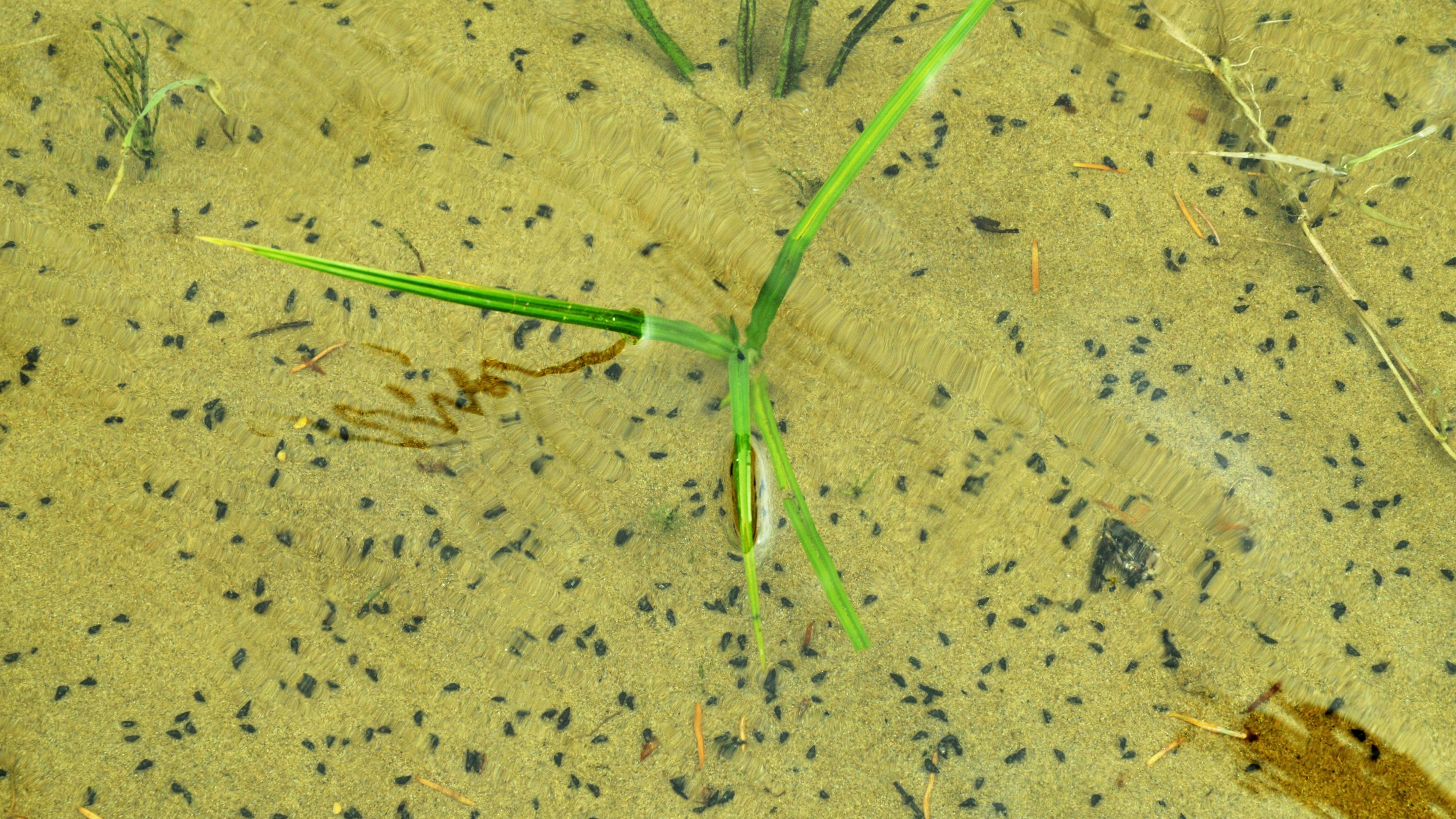 Heute.at - Schädling breitet sich auf mysteriöse Weise aus