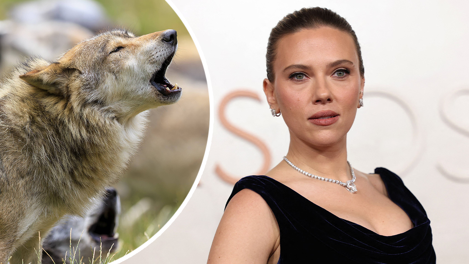 Scarlett Johansson wird zur Wolfsabwehr benutzt.