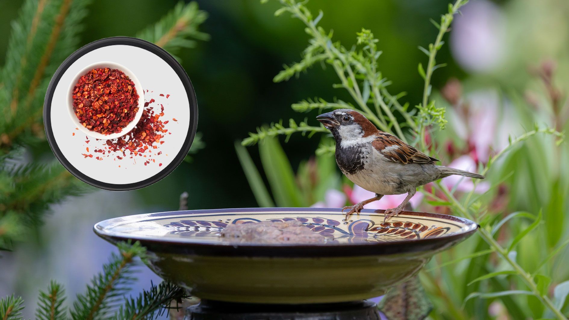 Vor dem Chilipulver graust es Tieren, wie Eichhörnchen und Füchse, besonders.