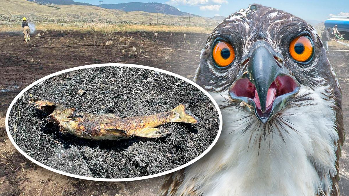 Der mutmaßliche Tatverdächtige und seine Tatwaffe. 