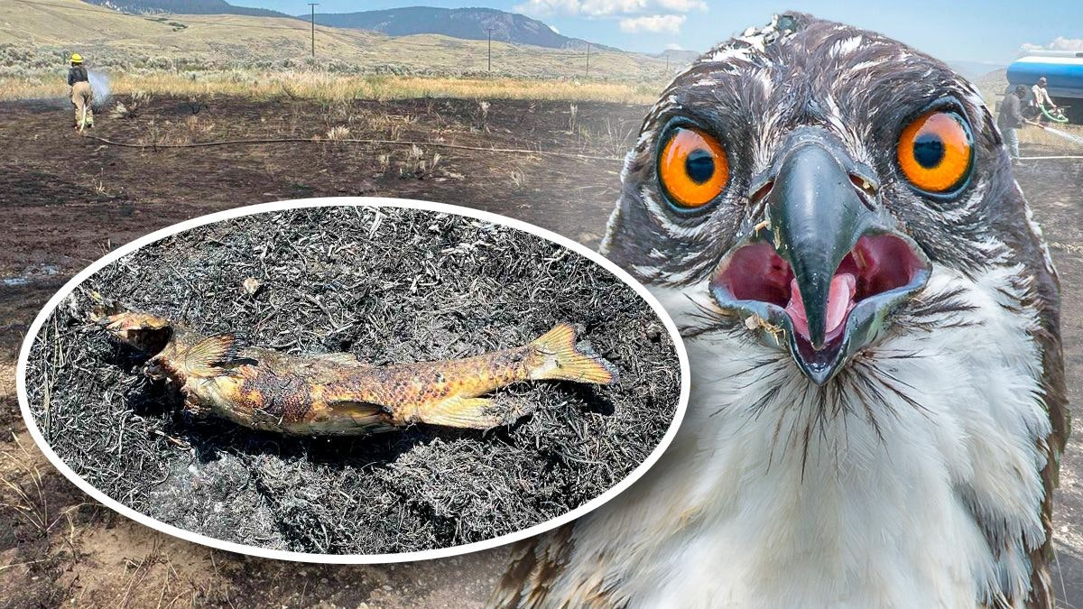 Heute.at - Fisch fällt vom Himmel, dann steht alles in Flammen