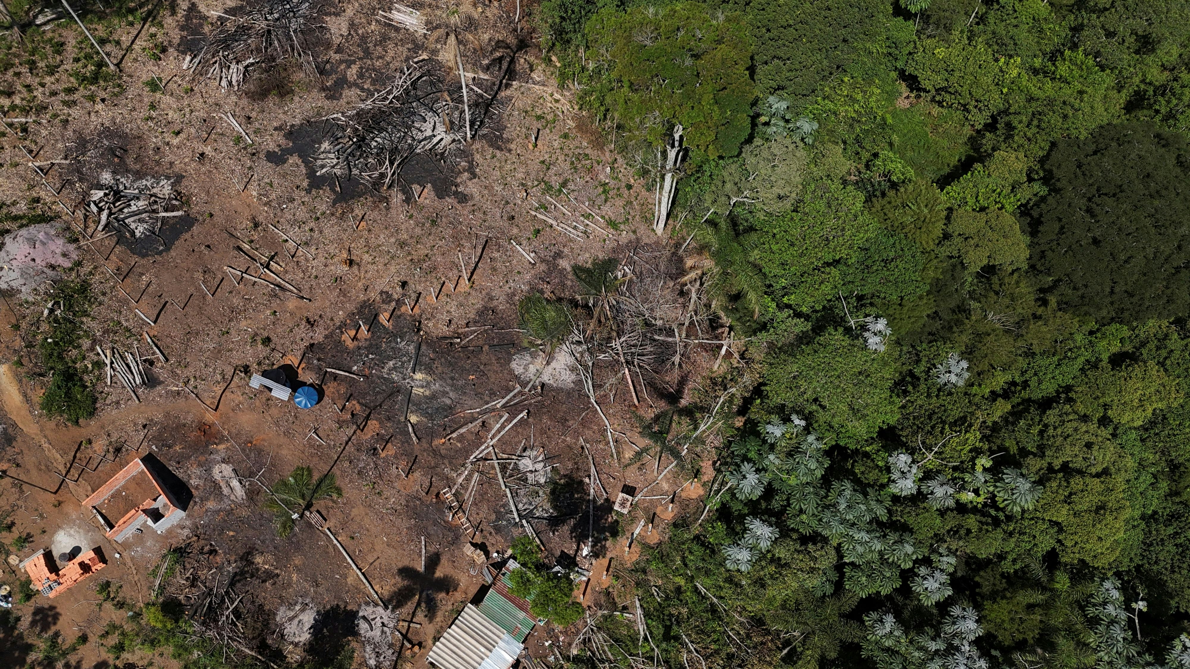 AlphaEarth erkennt Abholzung – etwa im brasilianischen Regenwald – schneller und präziser.
