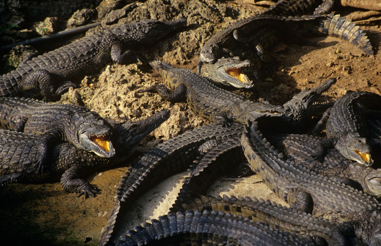 Tierschützer, Kritiker und Betreiber sind sich hier uneinig.