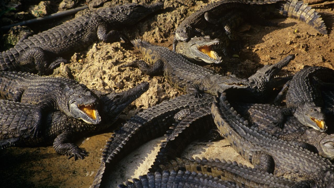 Heute.at - Kein Futter! Krokodile fressen sich gegenseitig