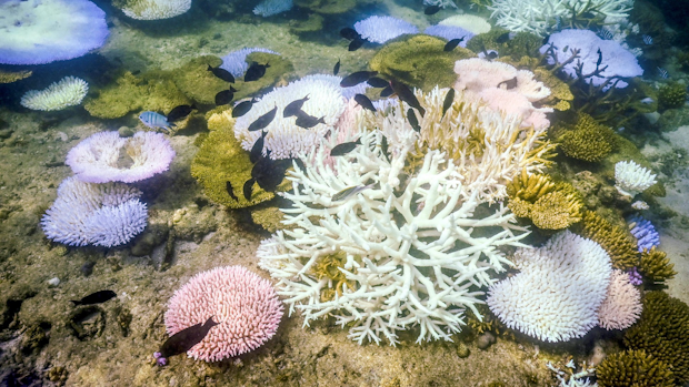 Korallenbleiche im Great Barrier Reef erreicht Rekord