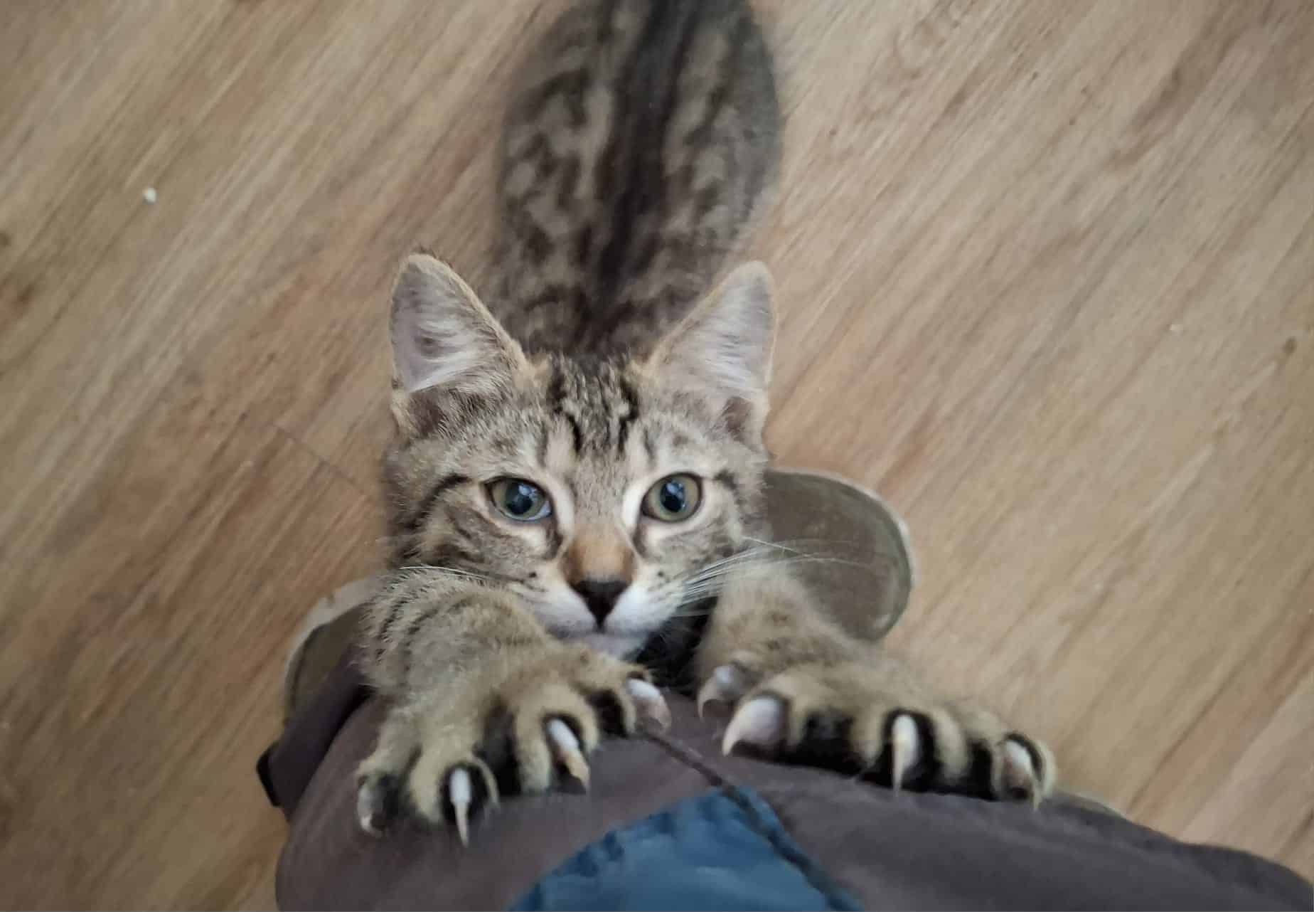 Katzen sind sensible Zeitgenossen, die leider sehr oft missverstanden werden. 