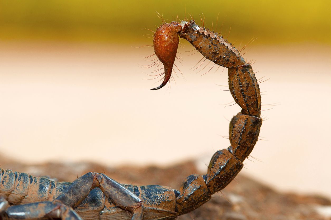 Heute.at - Blinde Passagiere im Gepäck? So gehst du mit ihnen um