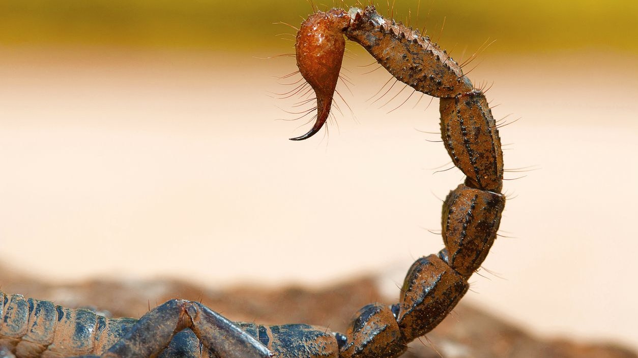 Entdecke die Wirbellosenbörse auf der Haustiermesse 2026