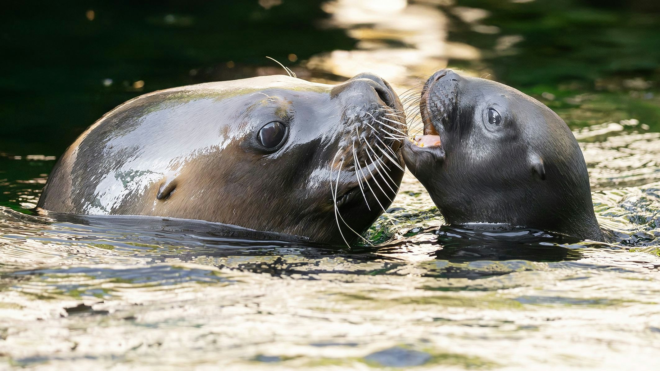 Plantschen mit Mama ist die größte Freude. 