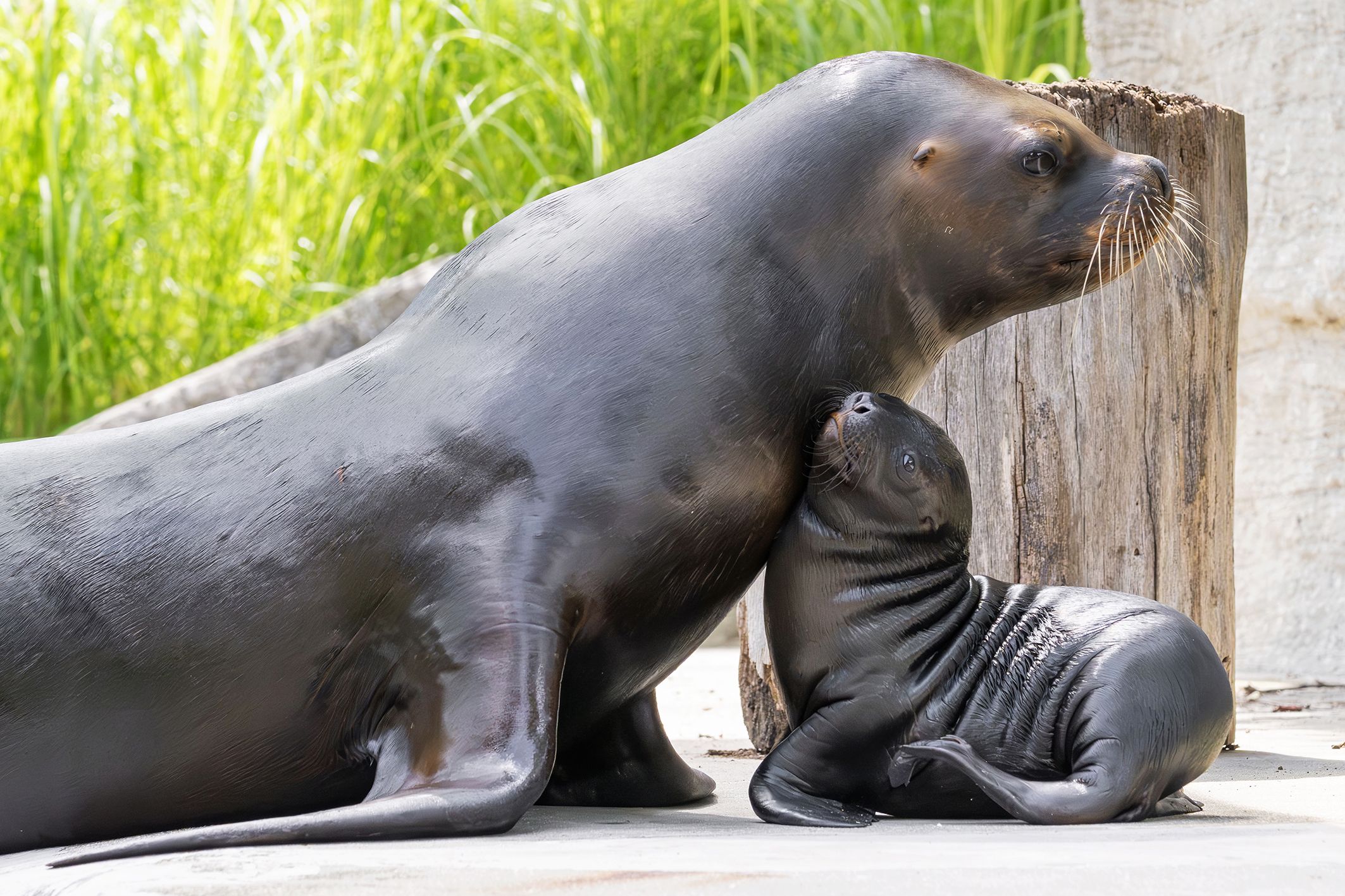 Das kleine Butzi ist einstweilen noch von der restlichen Gruppe separiert.