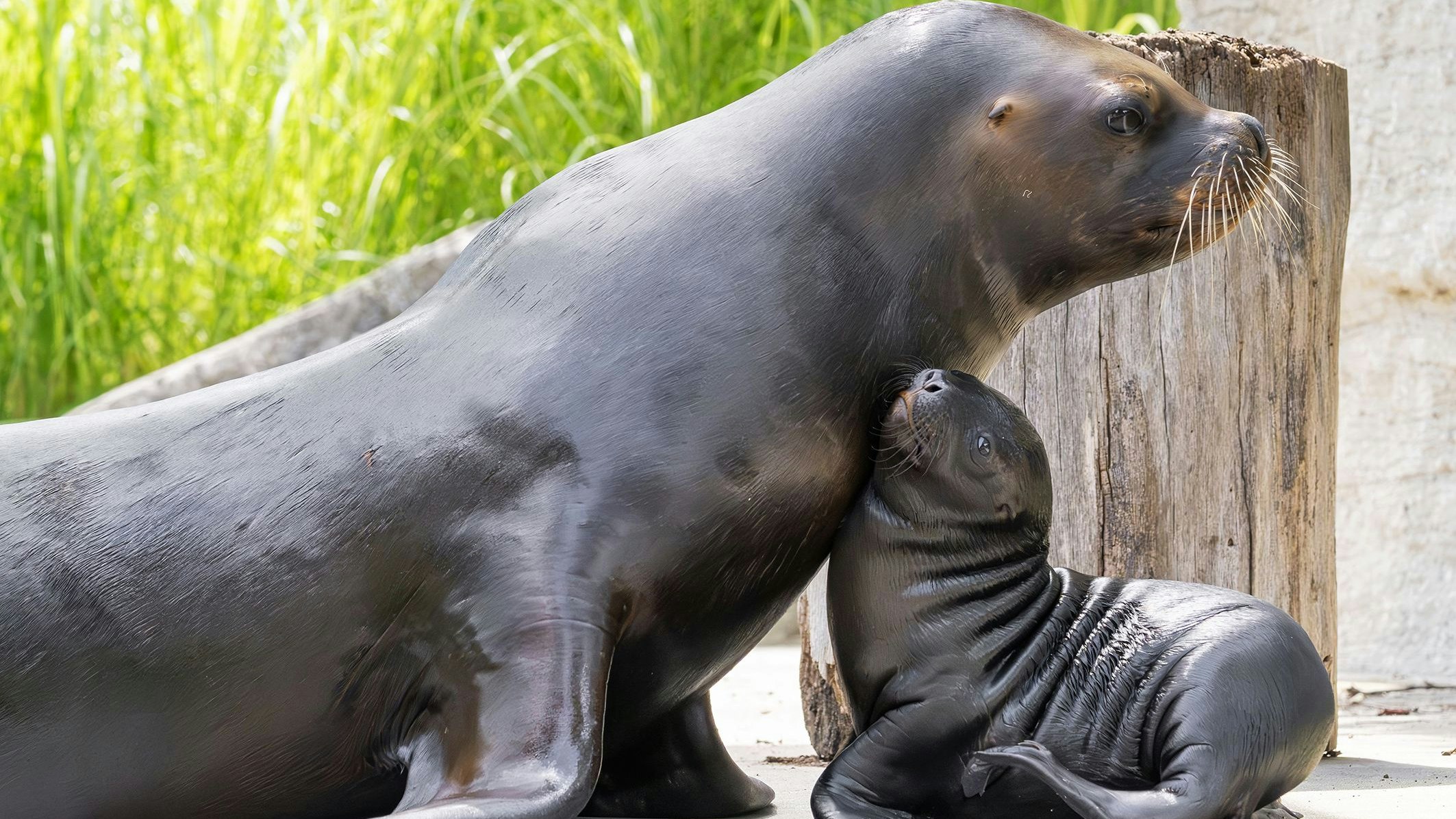 Heute.at - Süßer Schreihals! Baby brüllt sich durch den Tiergarten
