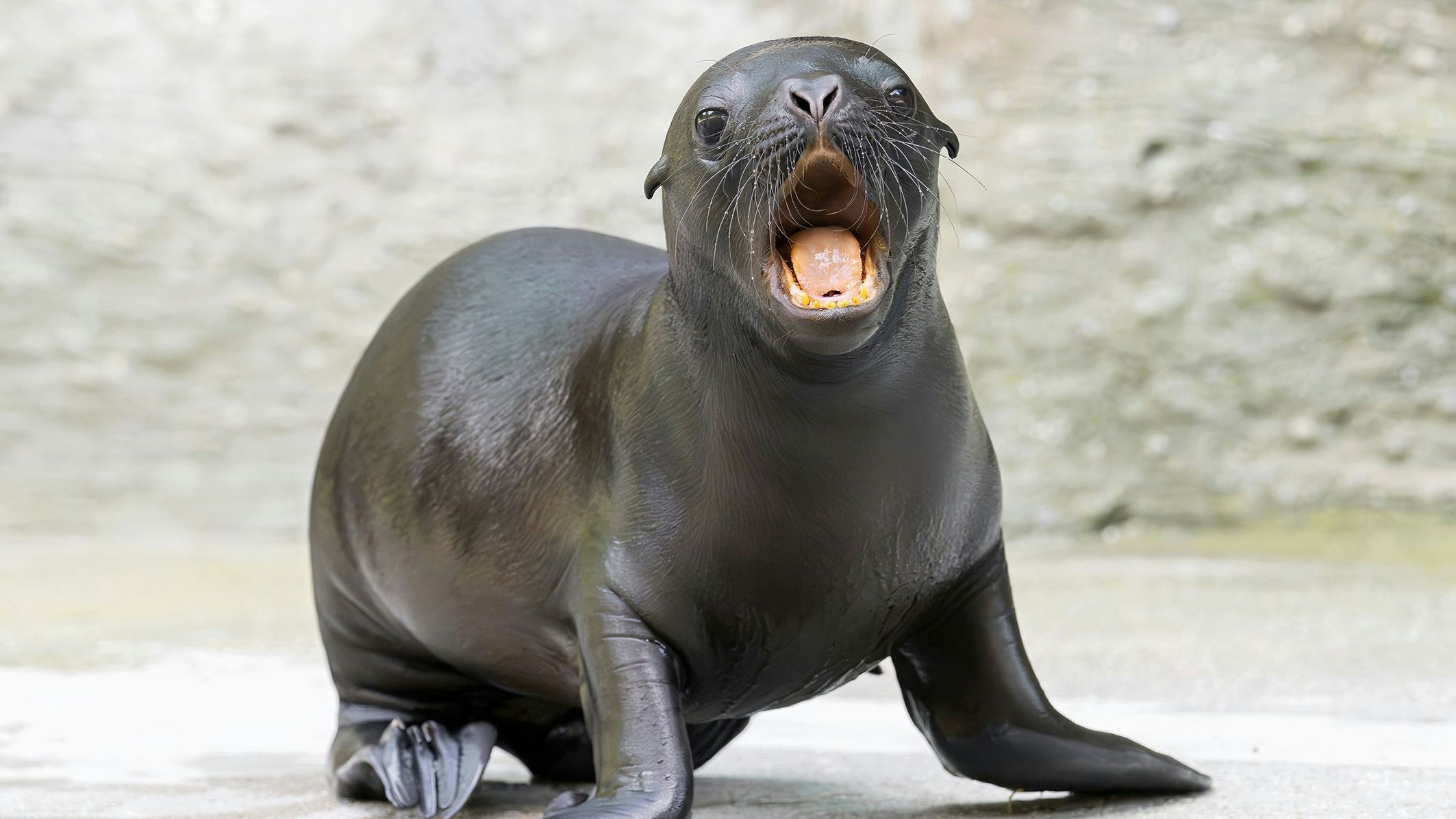 Wenn der Hunger groß ist, wird lauthals geschrien. 