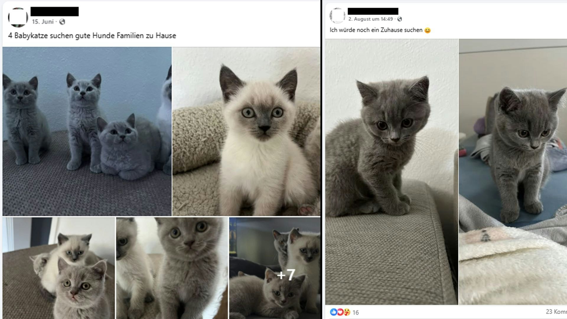 Heute.at - Illegaler Baby-Boom! Staat verliert Millionen Steuern