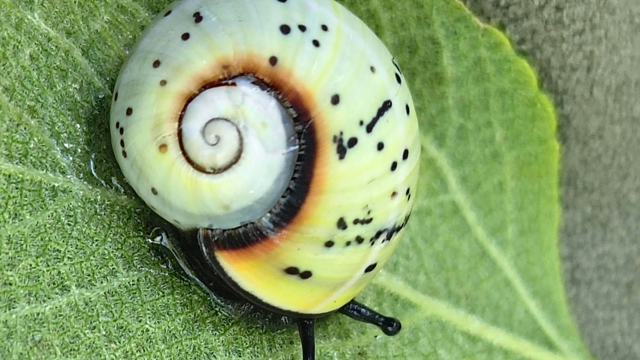 Die bunten Häuschen werden illegal gerne zu Schmuck oder Deko verarbeitet.