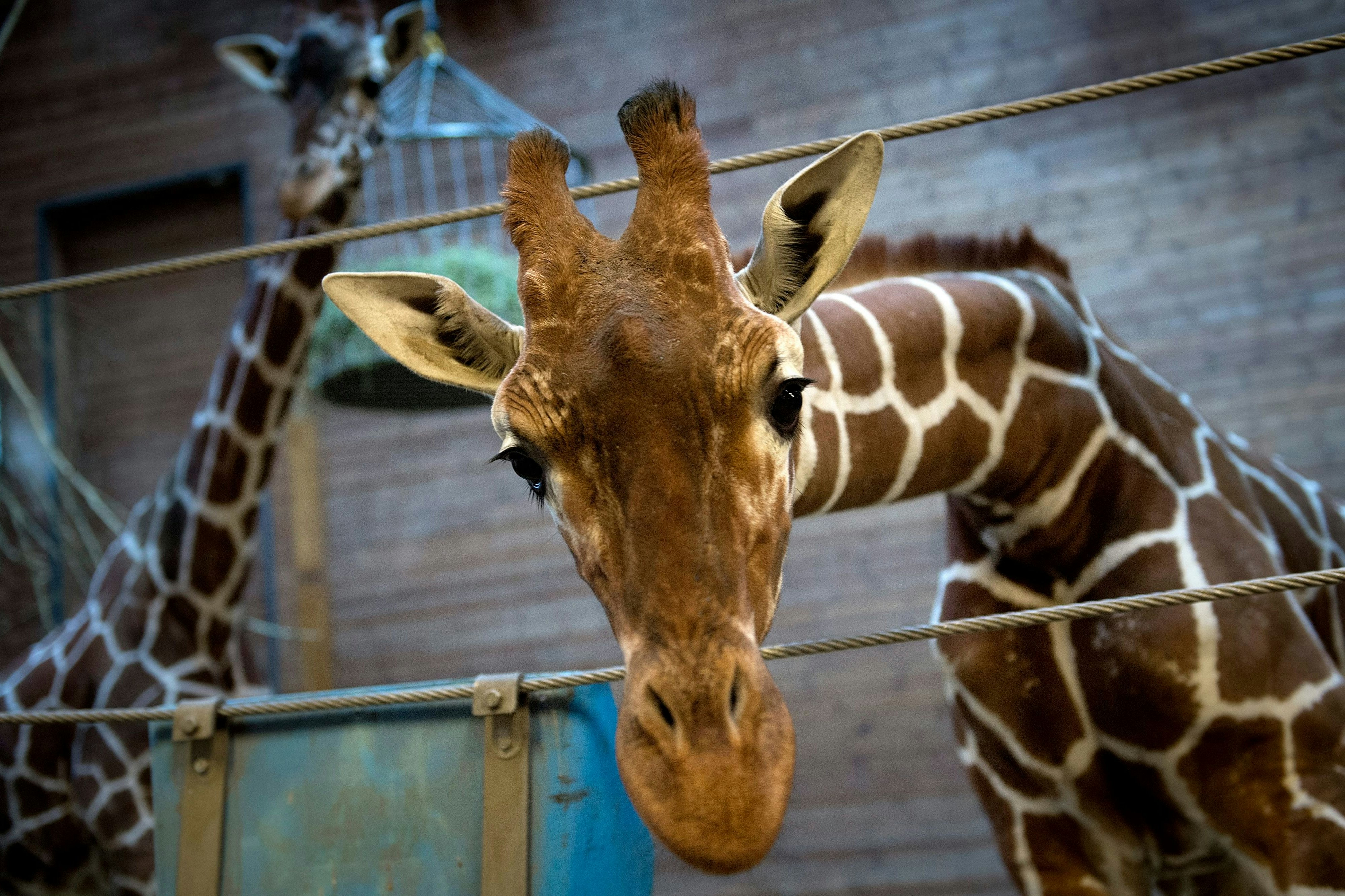 Giraffenbullenkalb Marius passte nicht in den genetischen Plan des Kopenhagener Zoos