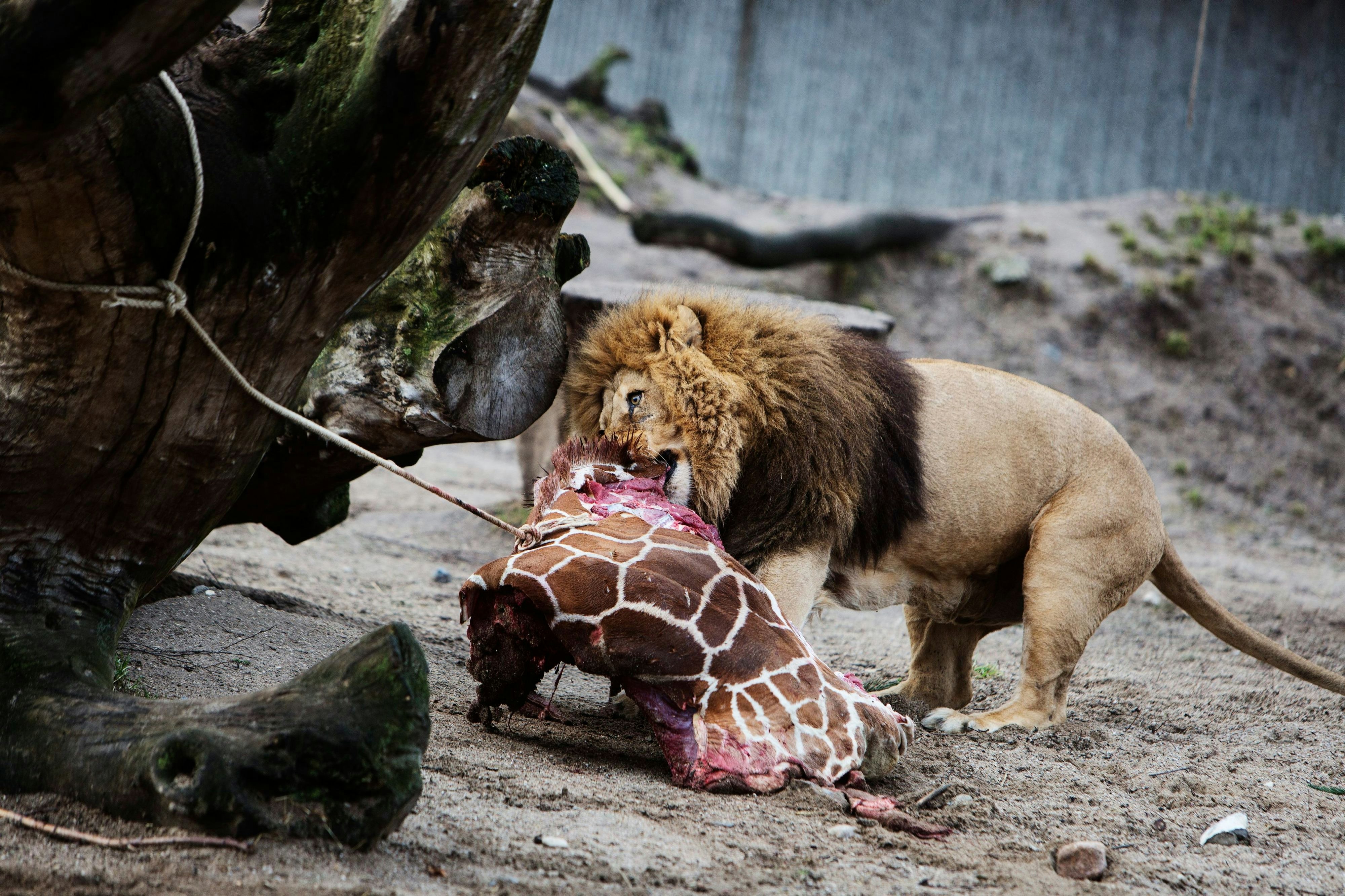 Und schließlich an das Löwenrudel des Zoos verfüttert