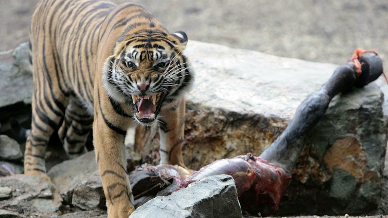 Das eigene Pferd an Raubtiere verfüttern? Oder überzählige Häschen den Wildkatzen zum Fraß vorwerfen? Mit einem unorthodoxen Aufruf sorgt der Zoo von Aalborg in Dänemark bei Tierfreunden für einen Aufschrei. Was dahinter steckt, ob das bei uns möglich wäre.
