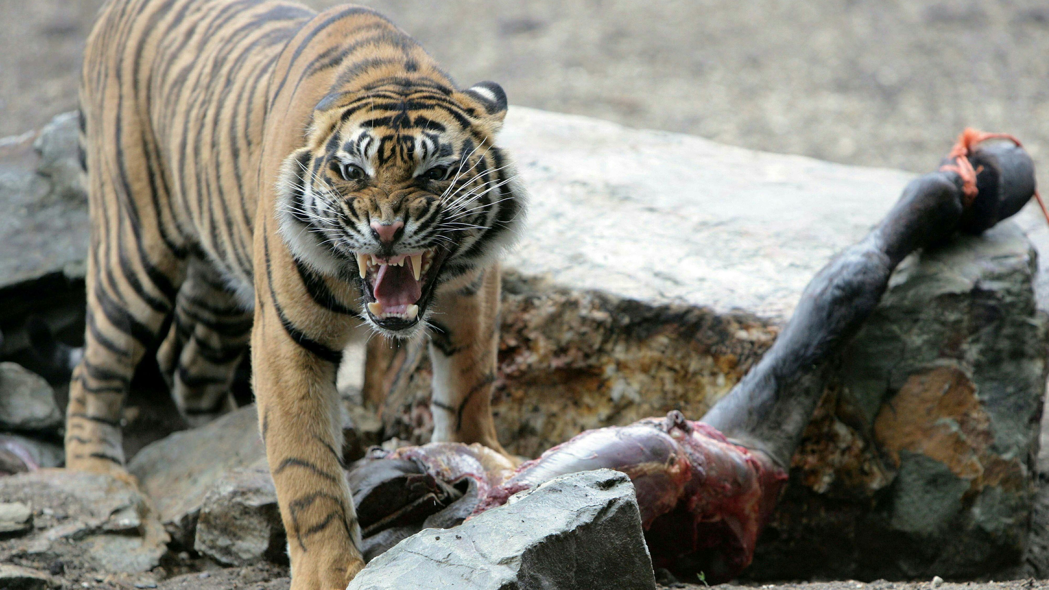 Mit einem unorthodoxen Aufruf sorgt ein dänischer Zoo bei Tierfreunden für einen Aufschrei